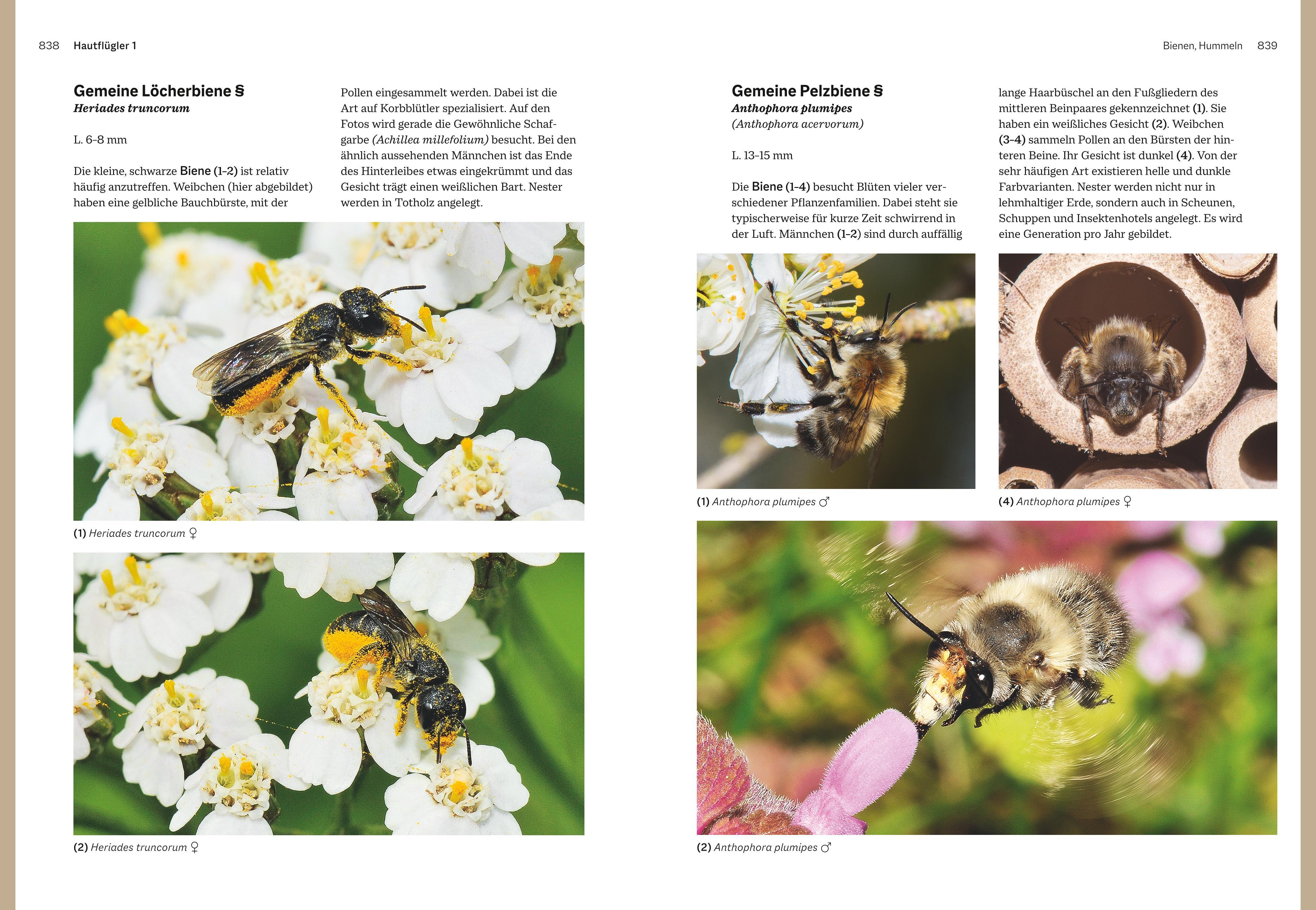 Beispielinhalt (Bild) Das große BLV Handbuch Insekten