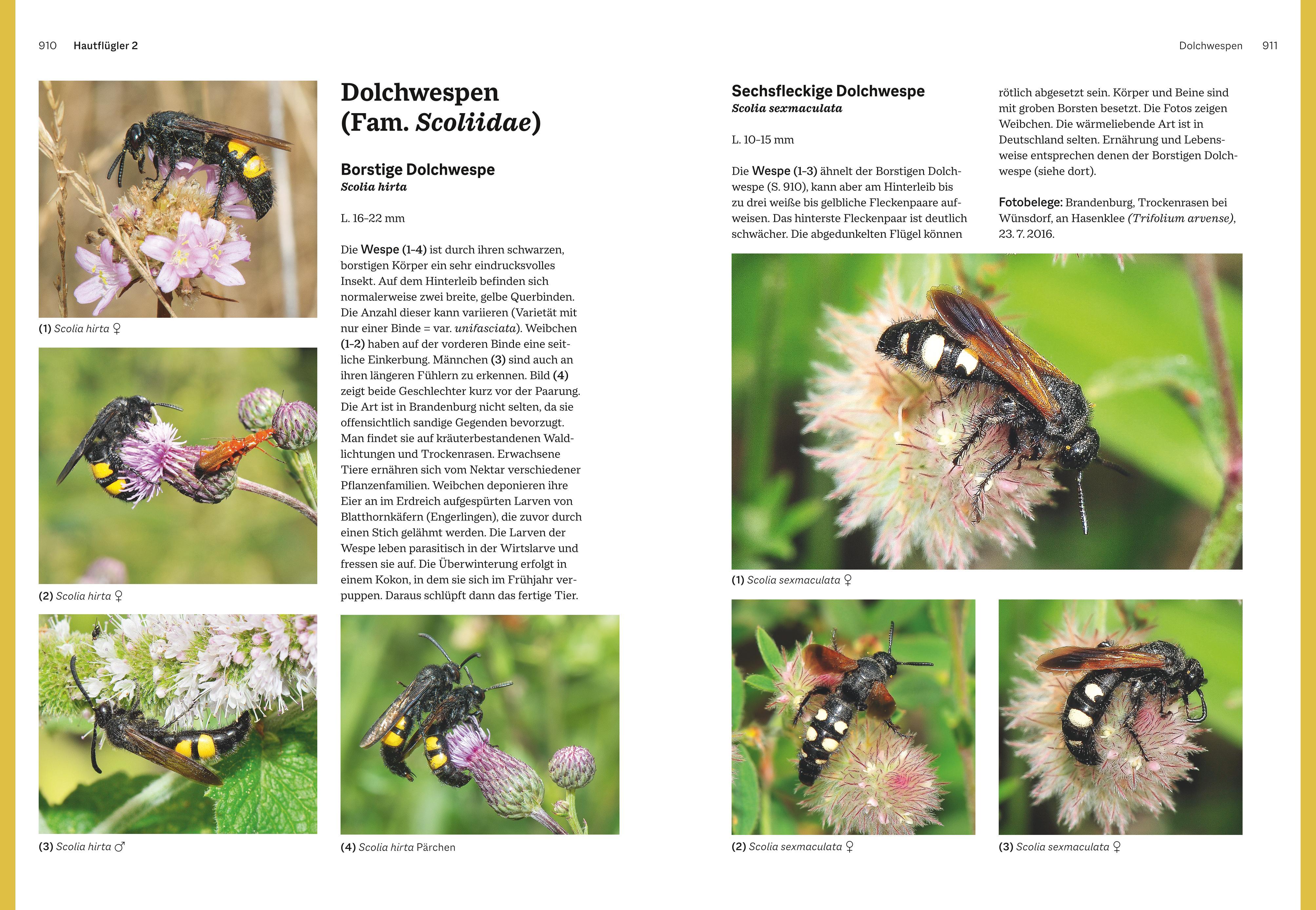Beispielinhalt (Bild) Das große BLV Handbuch Insekten