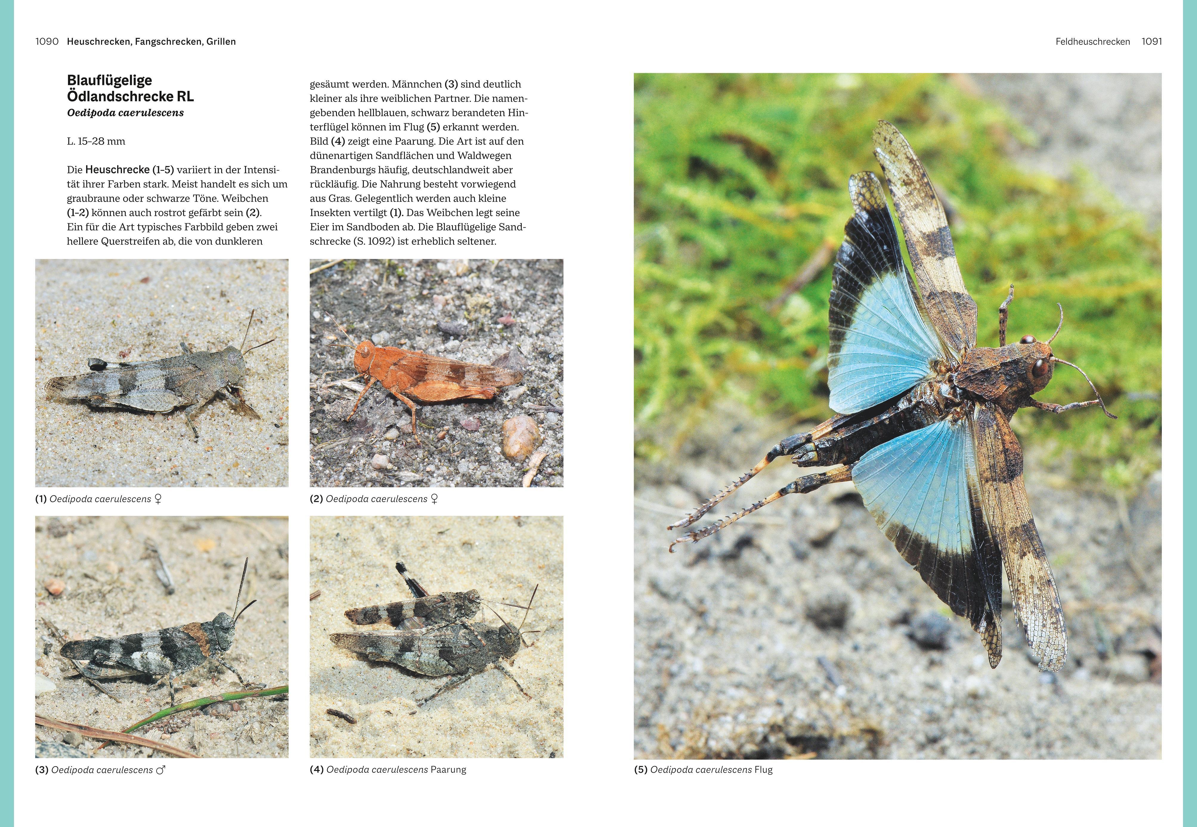 Beispielinhalt (Bild) Das große BLV Handbuch Insekten