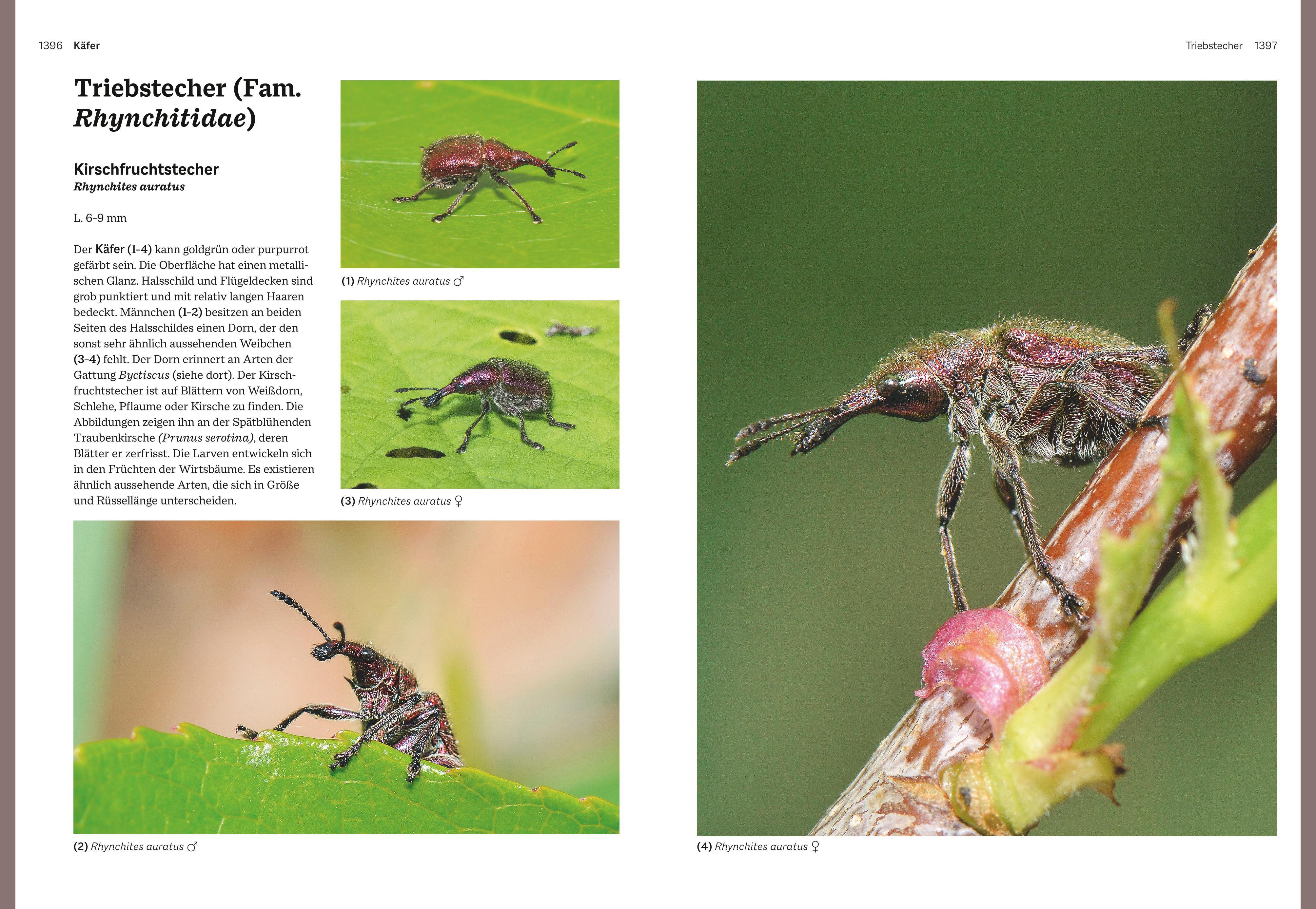 Beispielinhalt (Bild) Das große BLV Handbuch Insekten