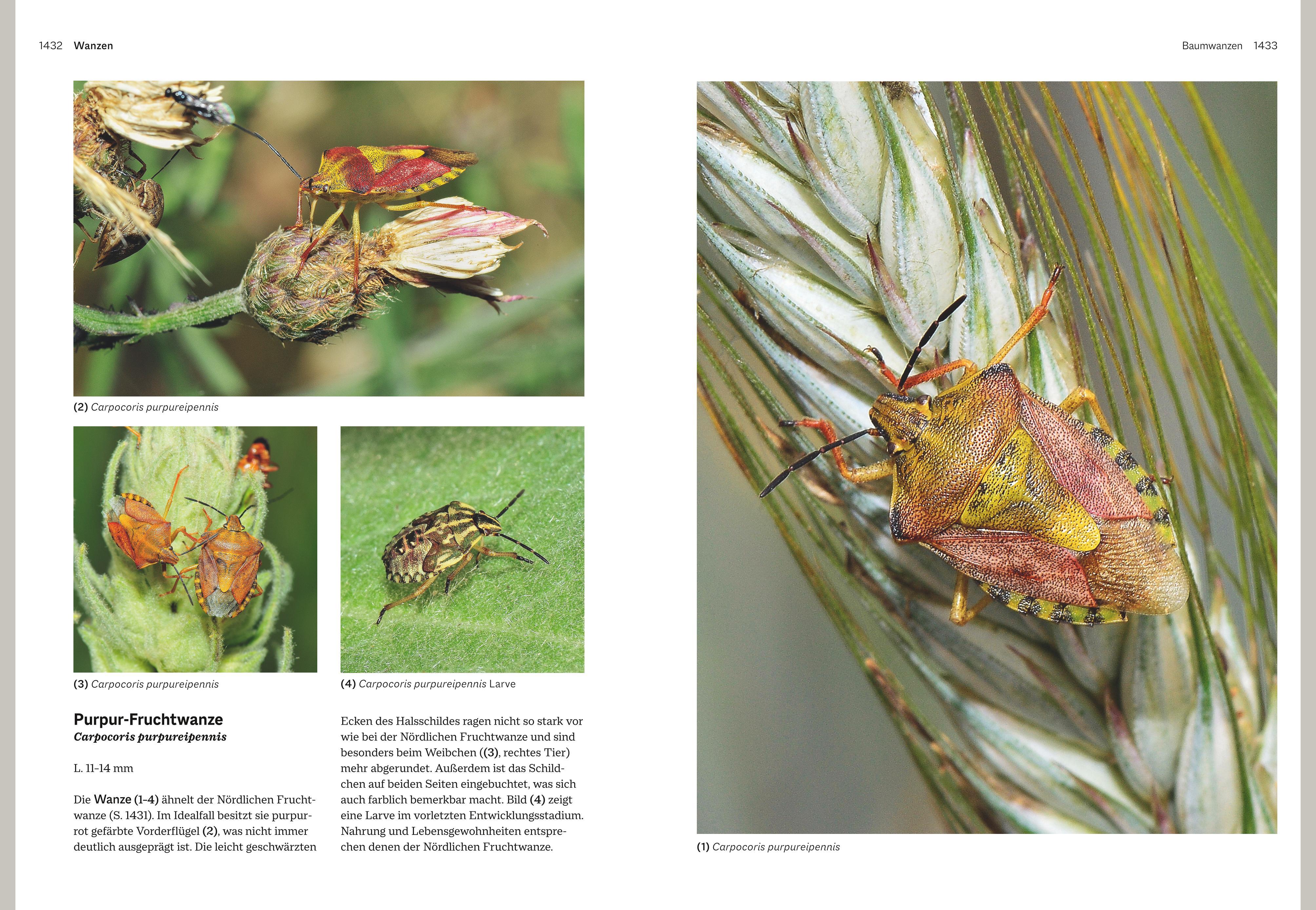 Beispielinhalt (Bild) Das große BLV Handbuch Insekten
