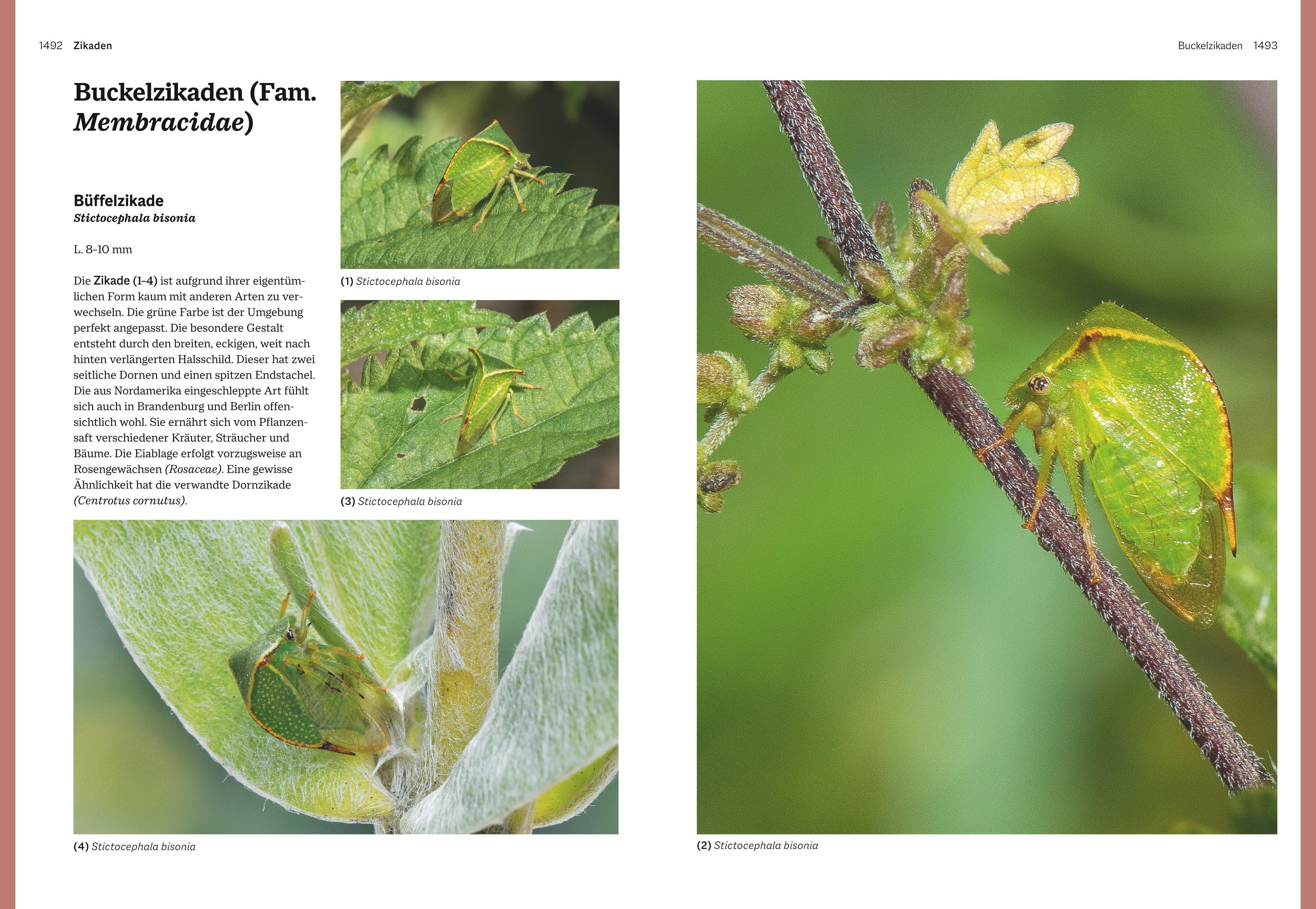 Beispielinhalt (Bild) Das große BLV Handbuch Insekten