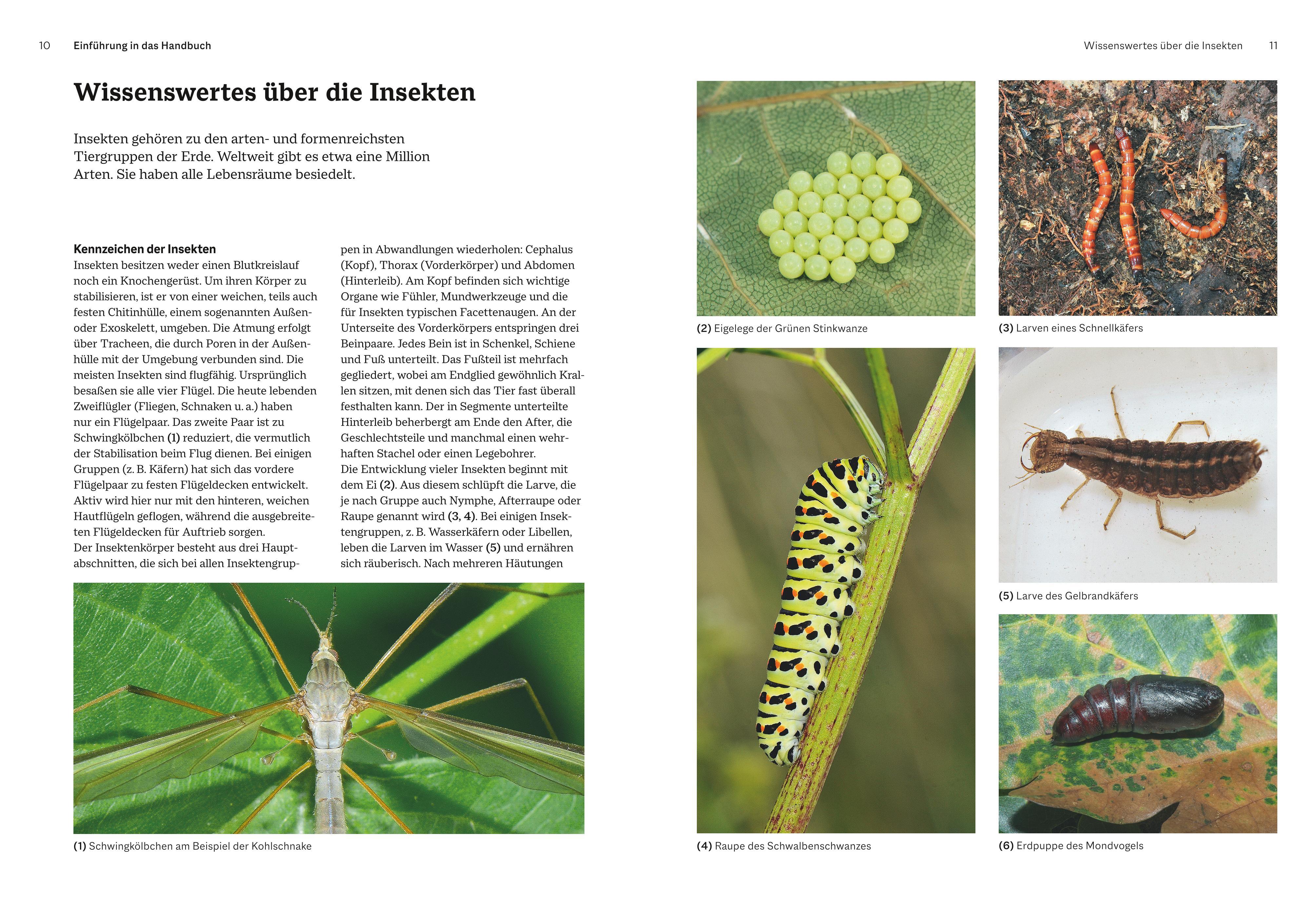 Beispielinhalt (Bild) Das große BLV Handbuch Insekten