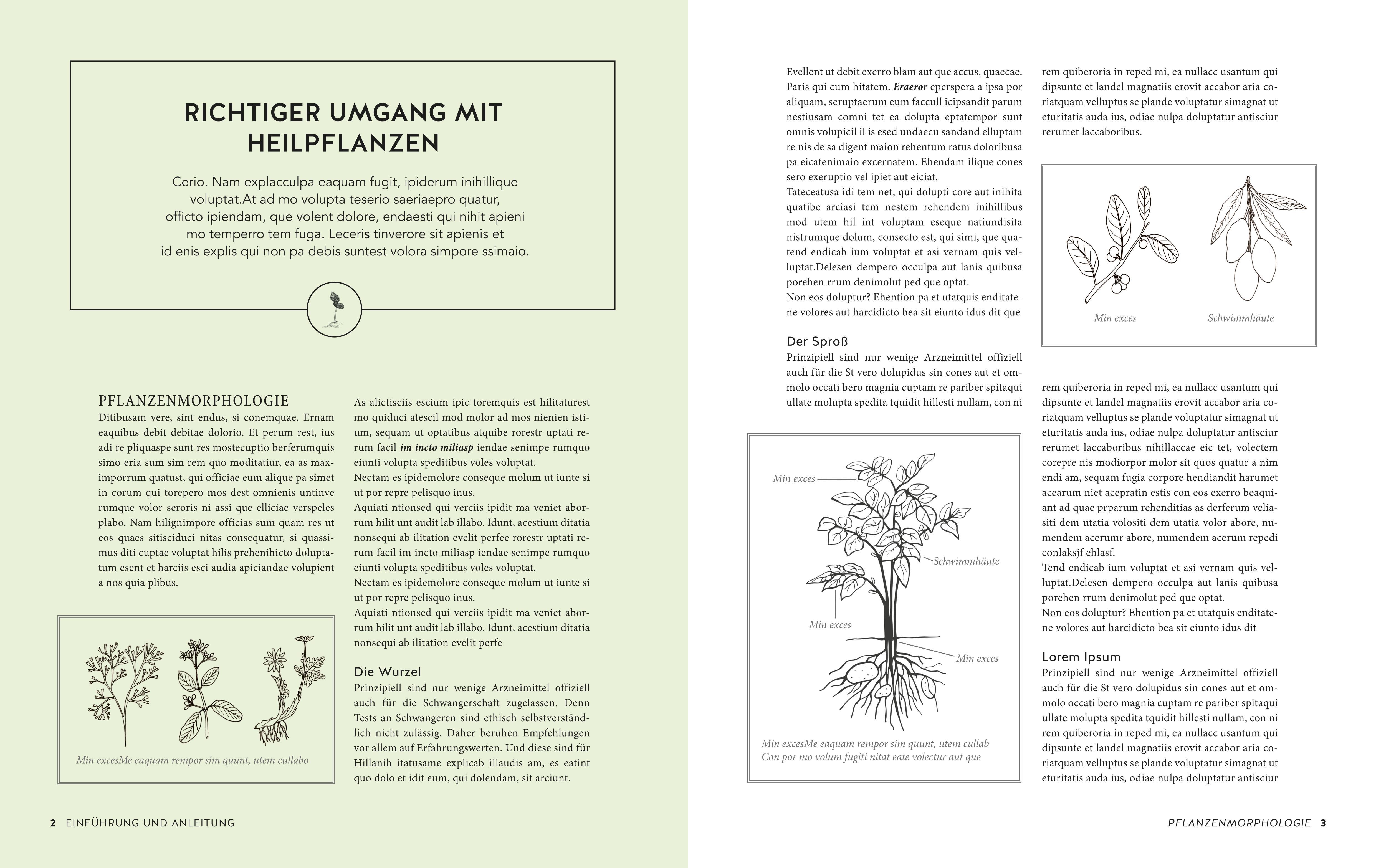 Beispielinhalt (Bild) Das große Buch der Heilpflanzen