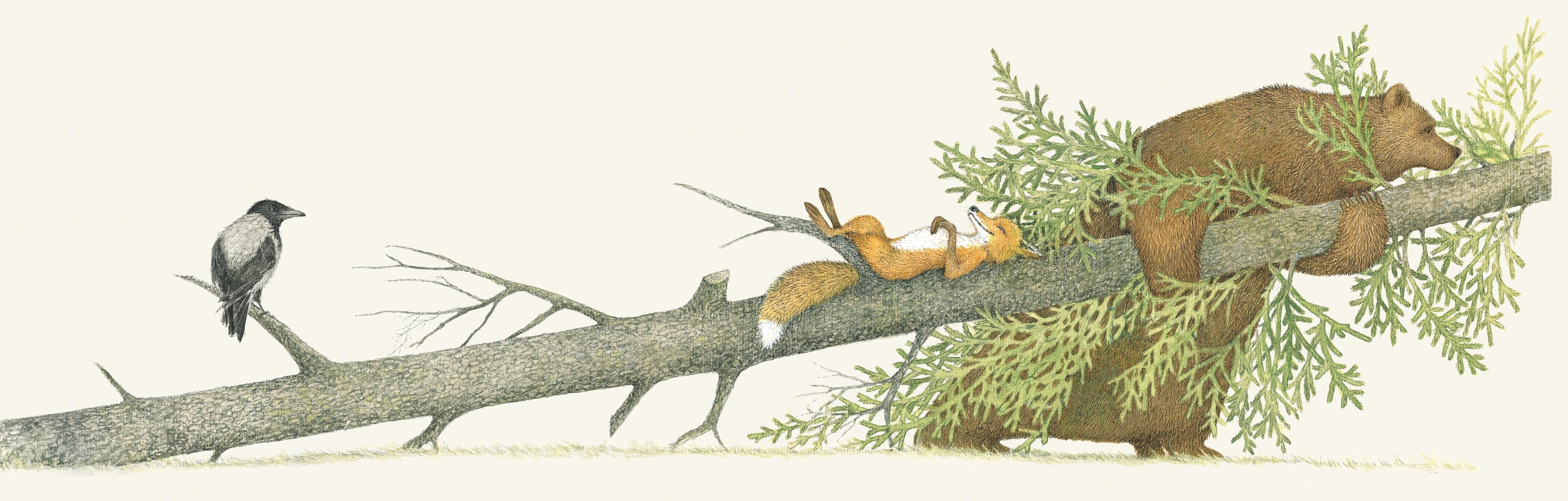 Beispielinhalt (Bild) Von Fuchs, Wolf und Bär ...