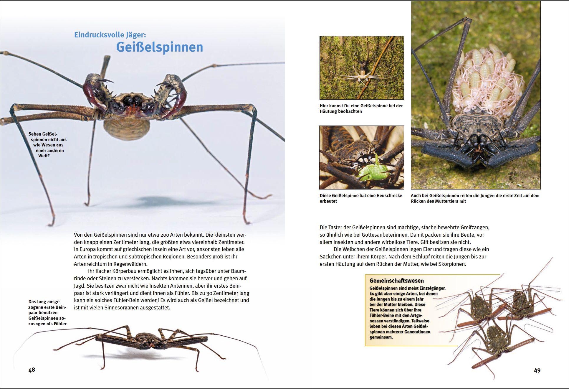 Beispielinhalt (Bild) Entdecke die Skorpione