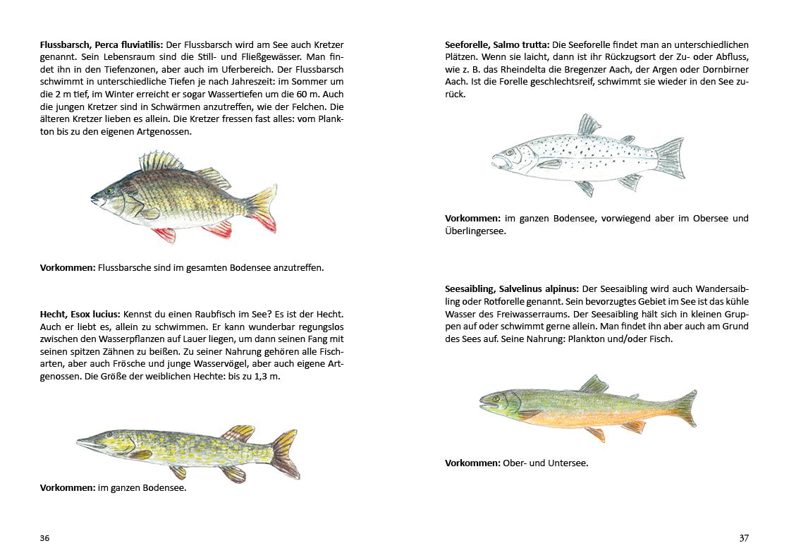 Beispielinhalt (Bild) 's Heimatbüchle vom Bodensee