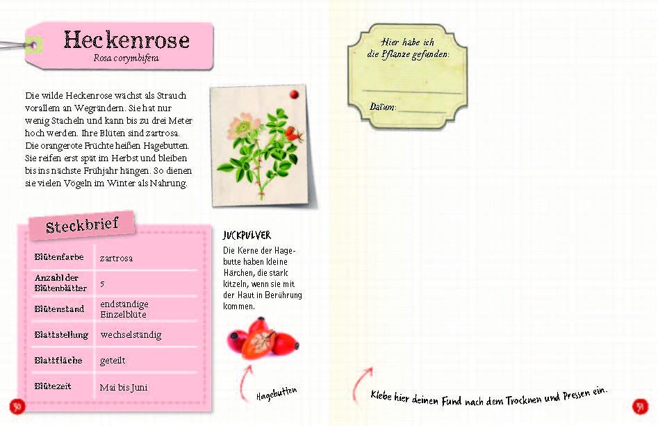 Beispielinhalt (Bild) Flora & Leo. Mein erstes Herbarium