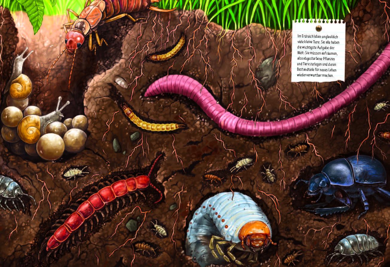 Beispielinhalt (Bild) Verborgene Welt des Mikrokosmos