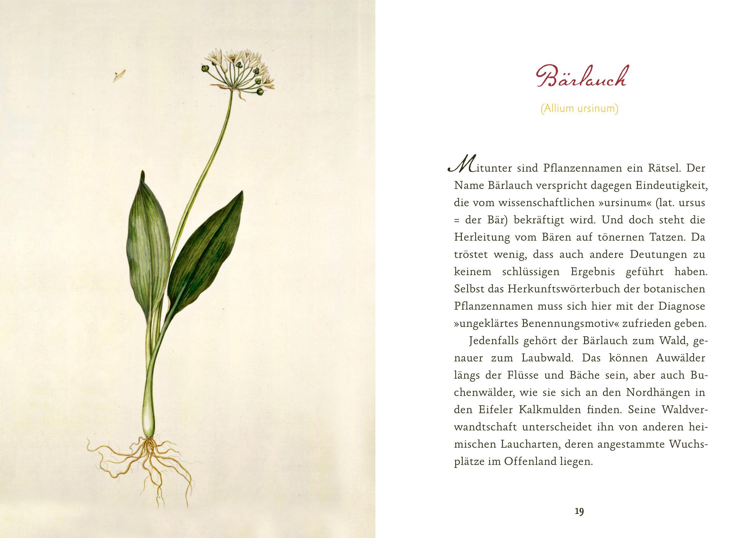 Beispielinhalt (Bild) Eifeler Blüten-Lese