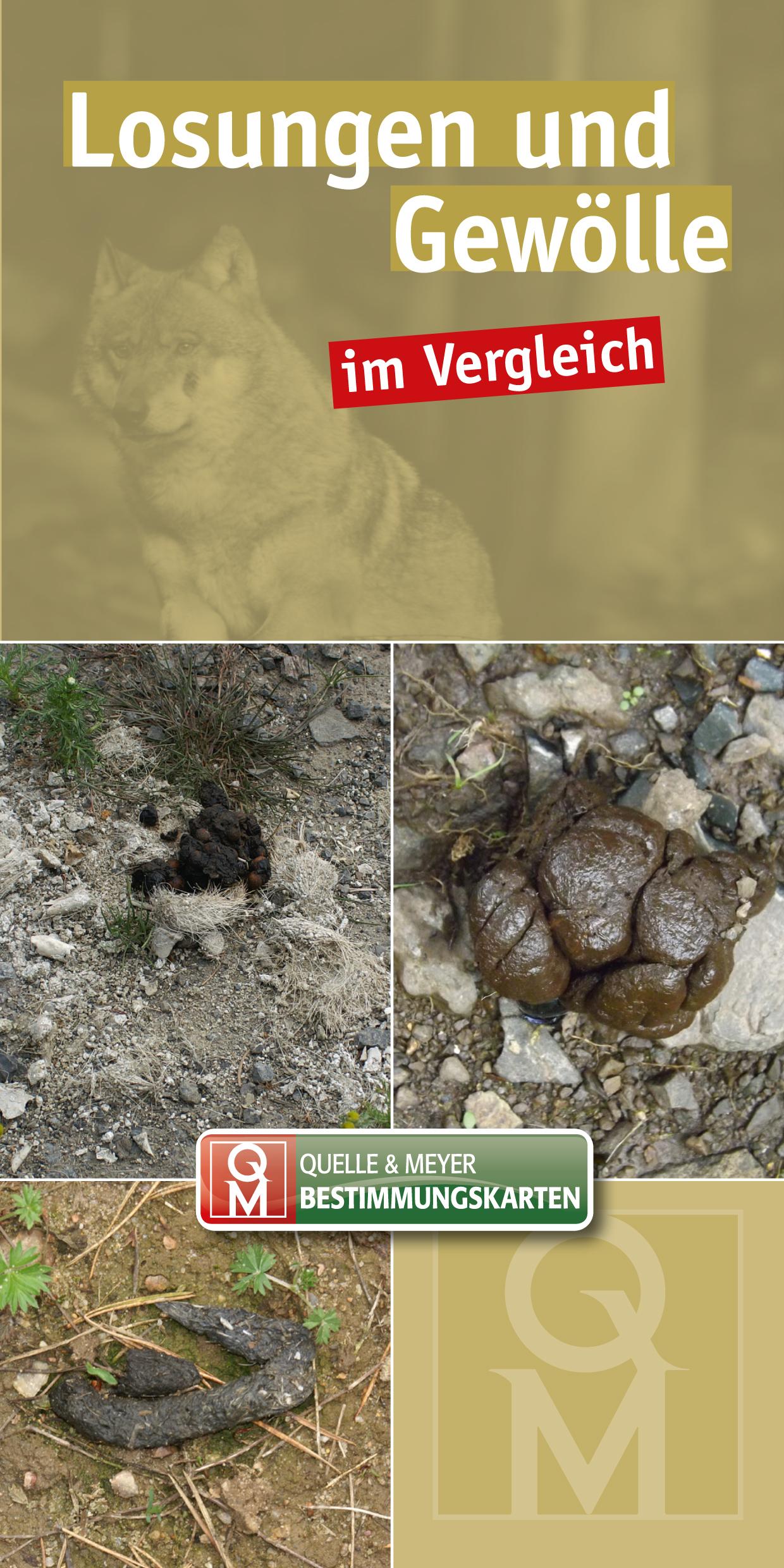 Vorderes Coverbild Losungen und Gewölle