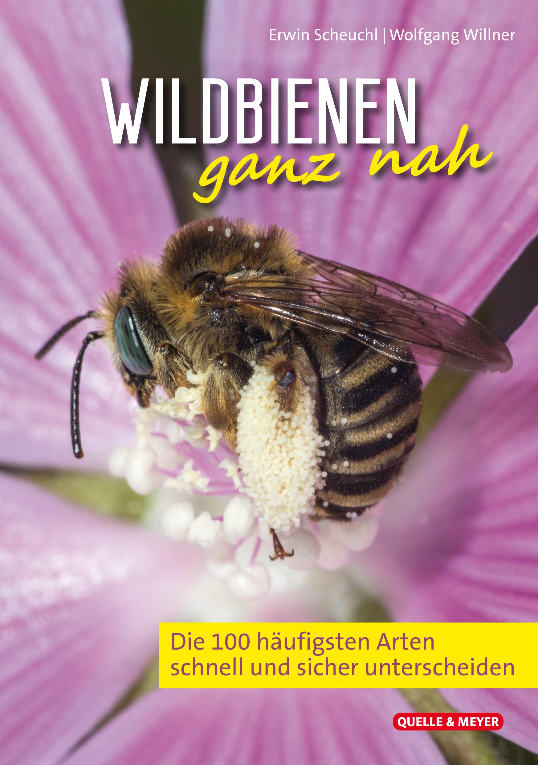 Vorderes Coverbild Wildbienen ganz nah
