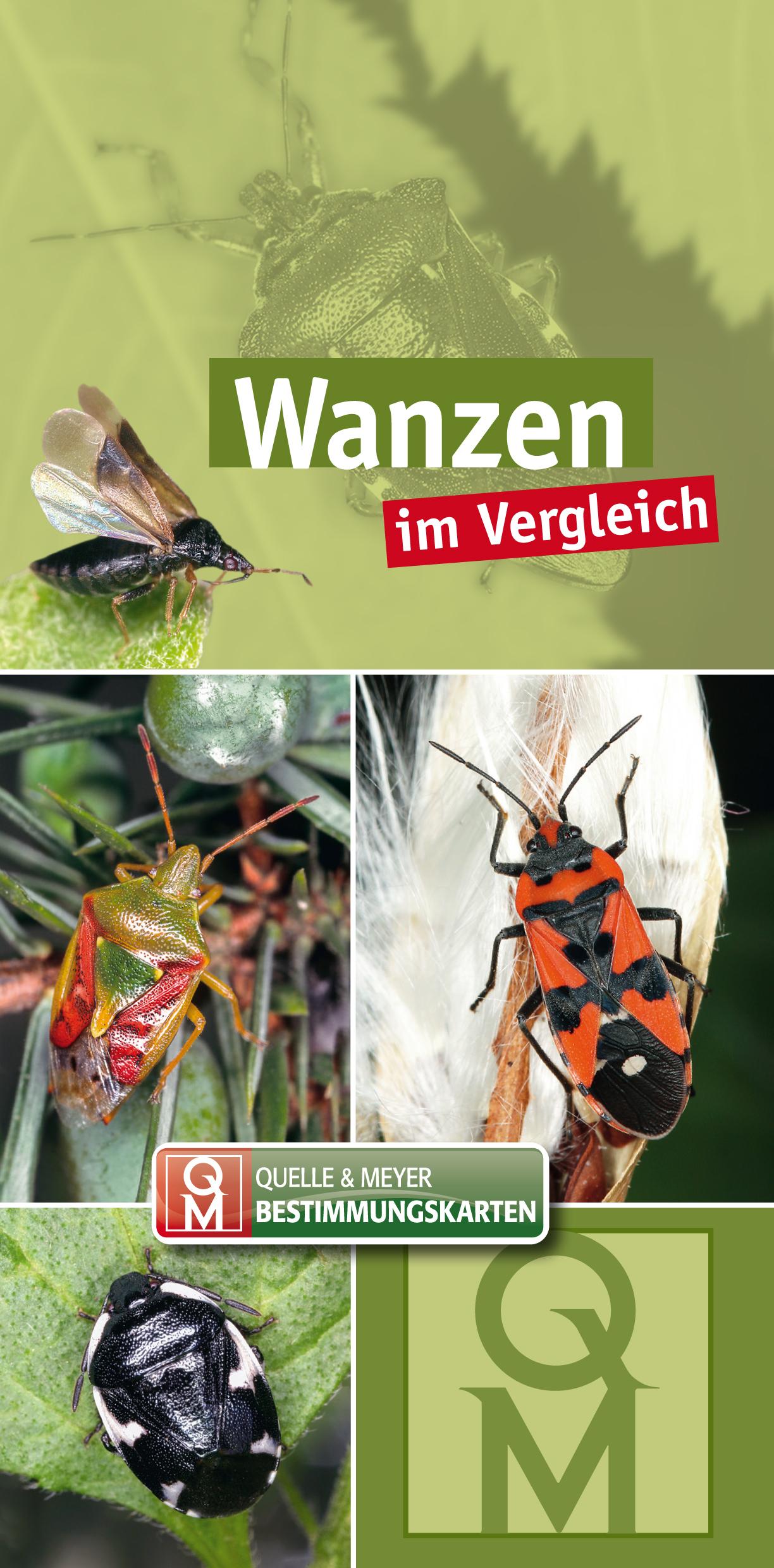 Vorderes Coverbild Wanzen