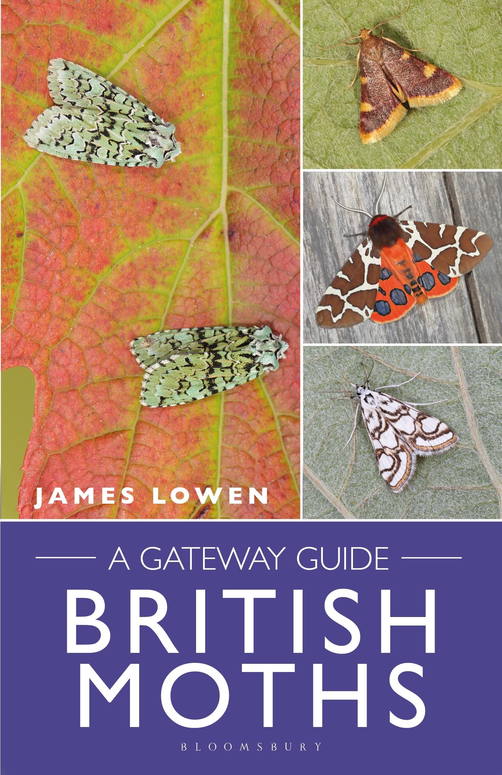 Vorderes Coverbild British Moths