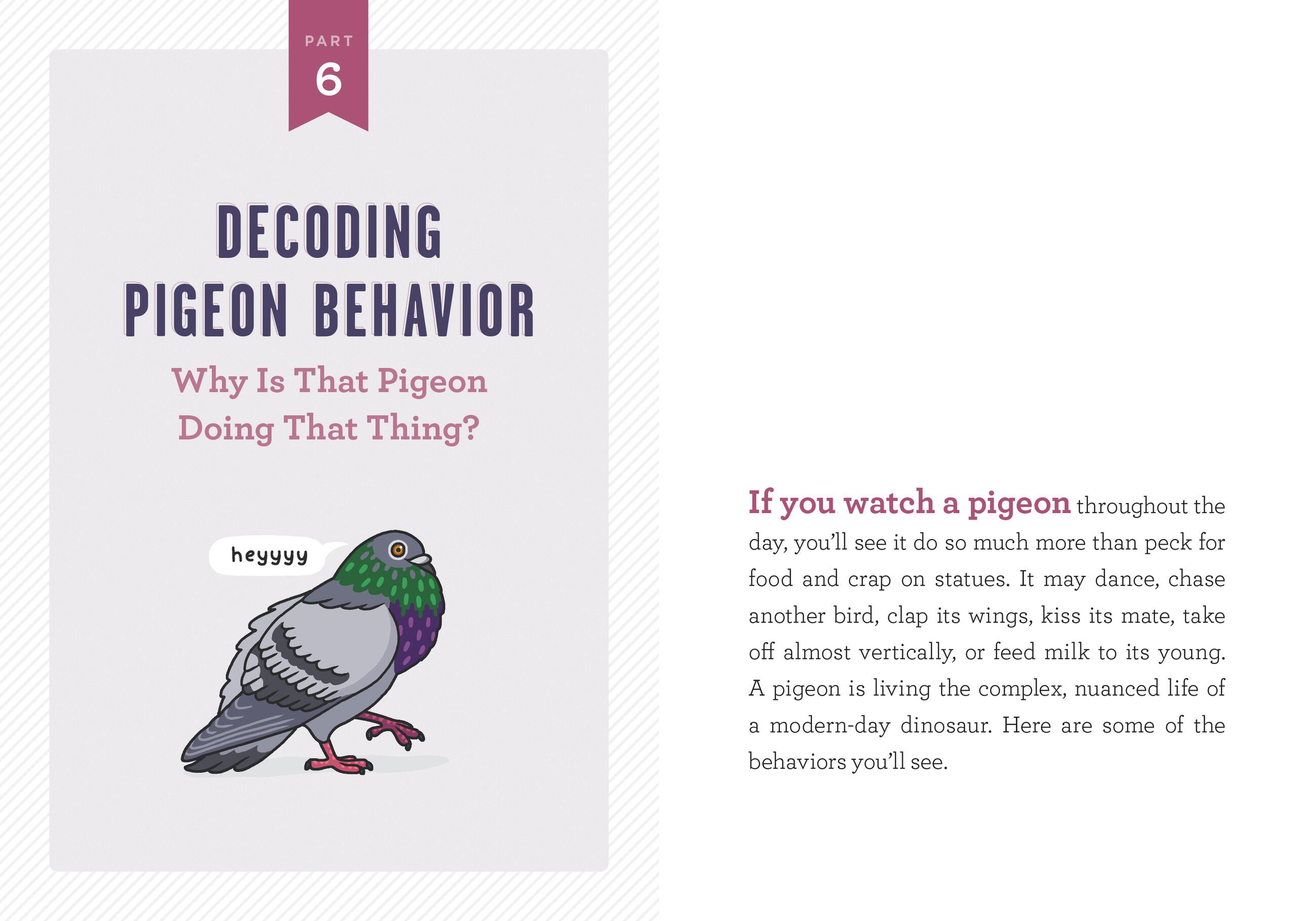 Beispielinhalt (Bild) A Pocket Guide to Pigeon Watching