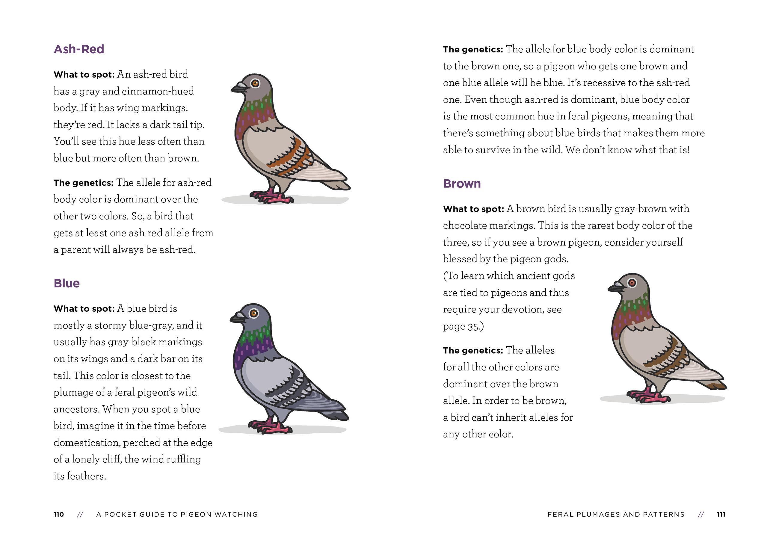Beispielinhalt (Bild) A Pocket Guide to Pigeon Watching
