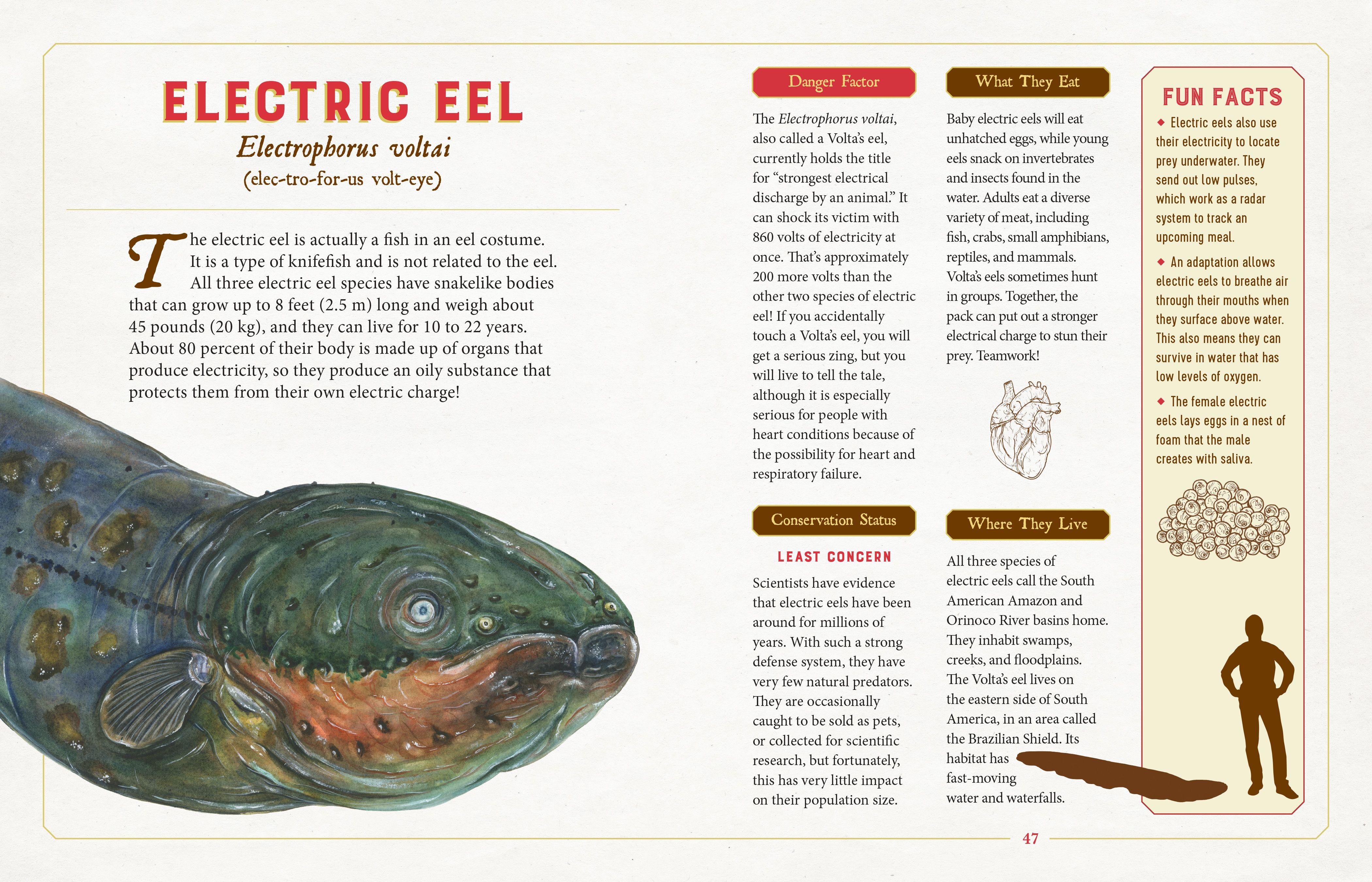 Beispielinhalt (Bild) A Curious Collection of Dangerous Creatures