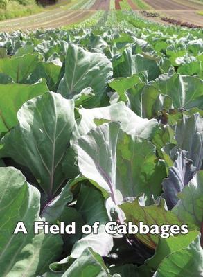 Vorderes Coverbild A Field of Cabbages