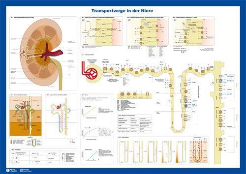 Beispielinhalt (Bild) Nephron-Poster