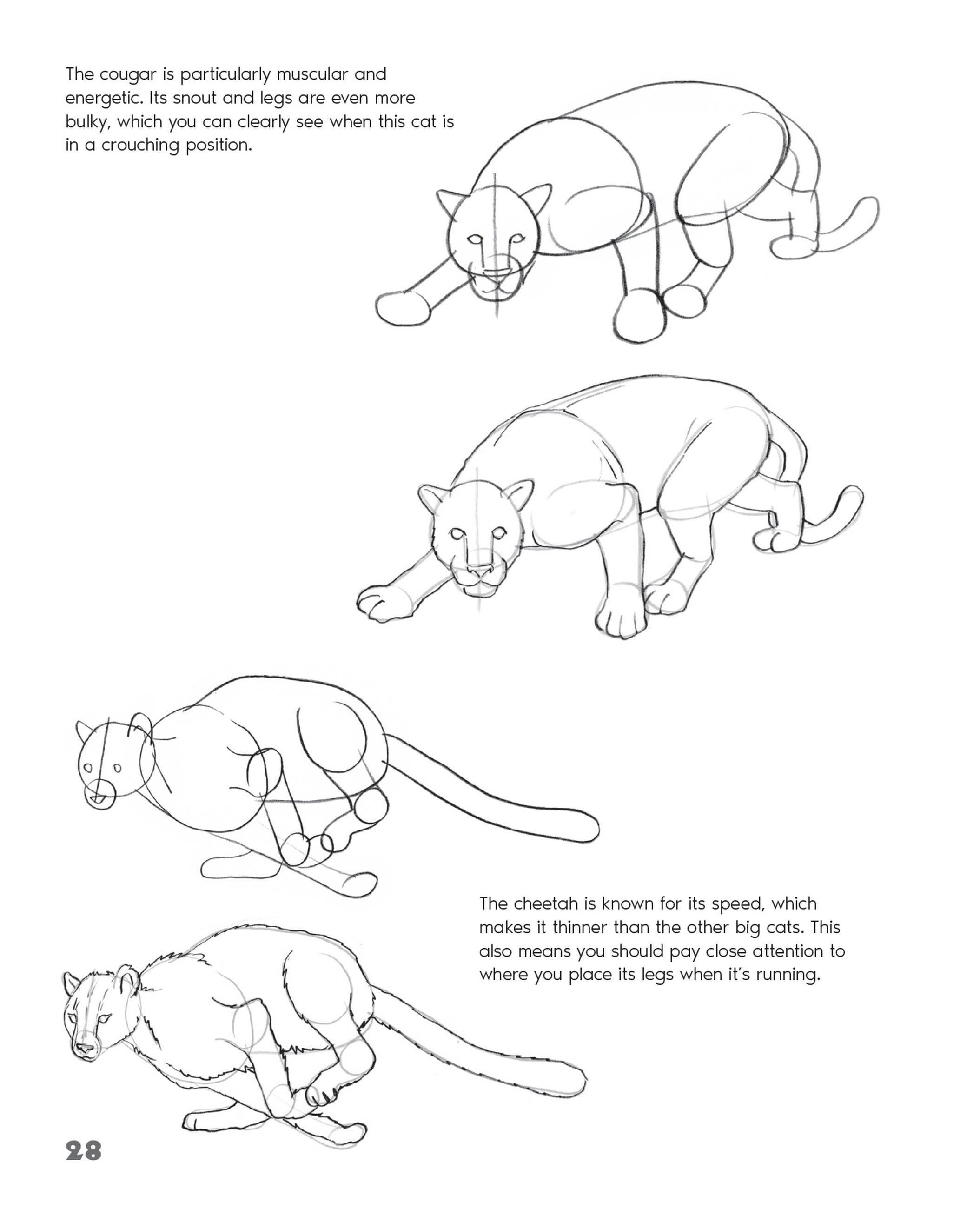 Beispielinhalt (Bild) Drawing Animals