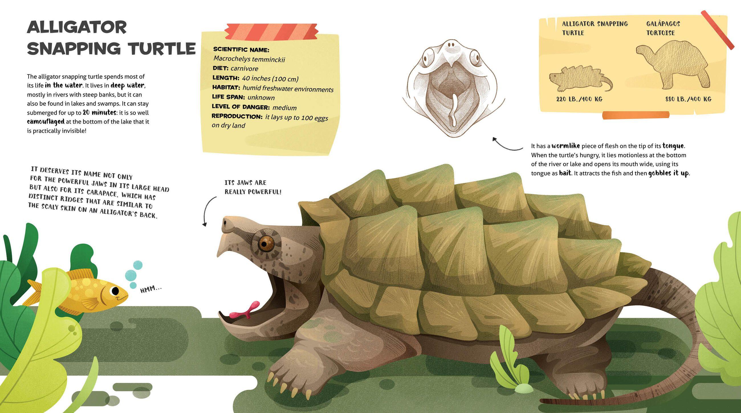 Beispielinhalt (Bild) The Amazing Catalog of Weirdest Reptiles