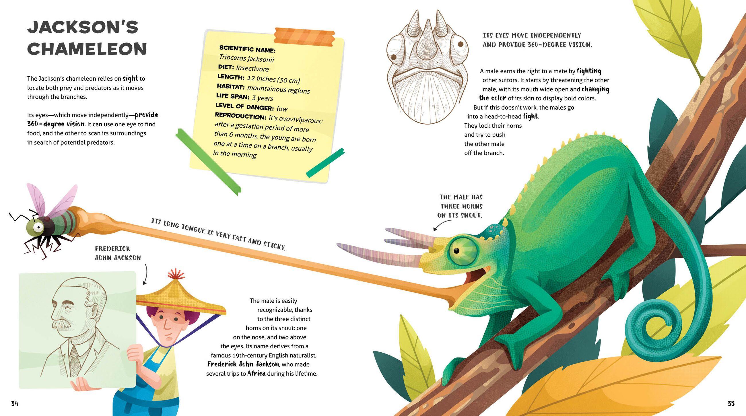 Beispielinhalt (Bild) The Amazing Catalog of Weirdest Reptiles