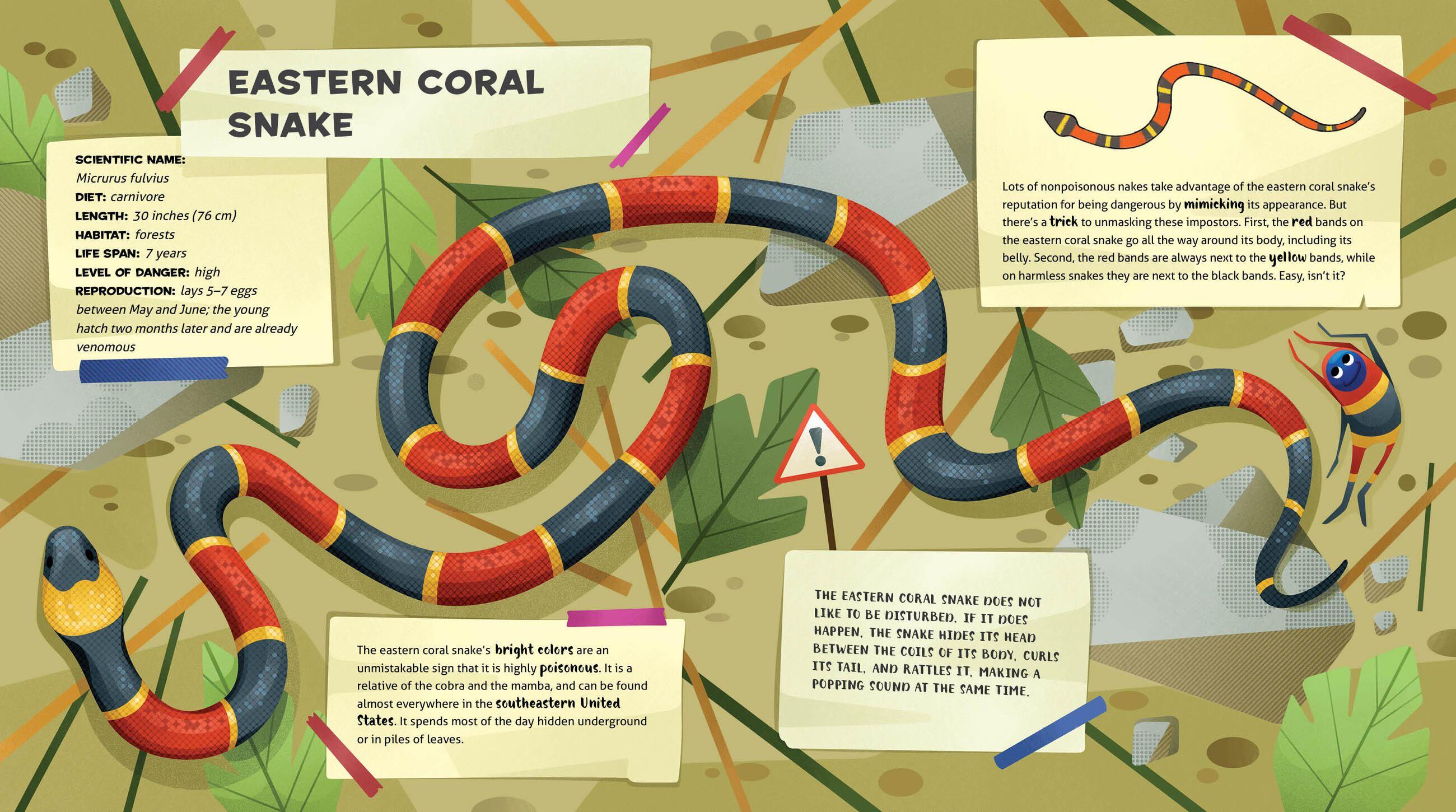 Beispielinhalt (Bild) The Amazing Catalog of Weirdest Reptiles