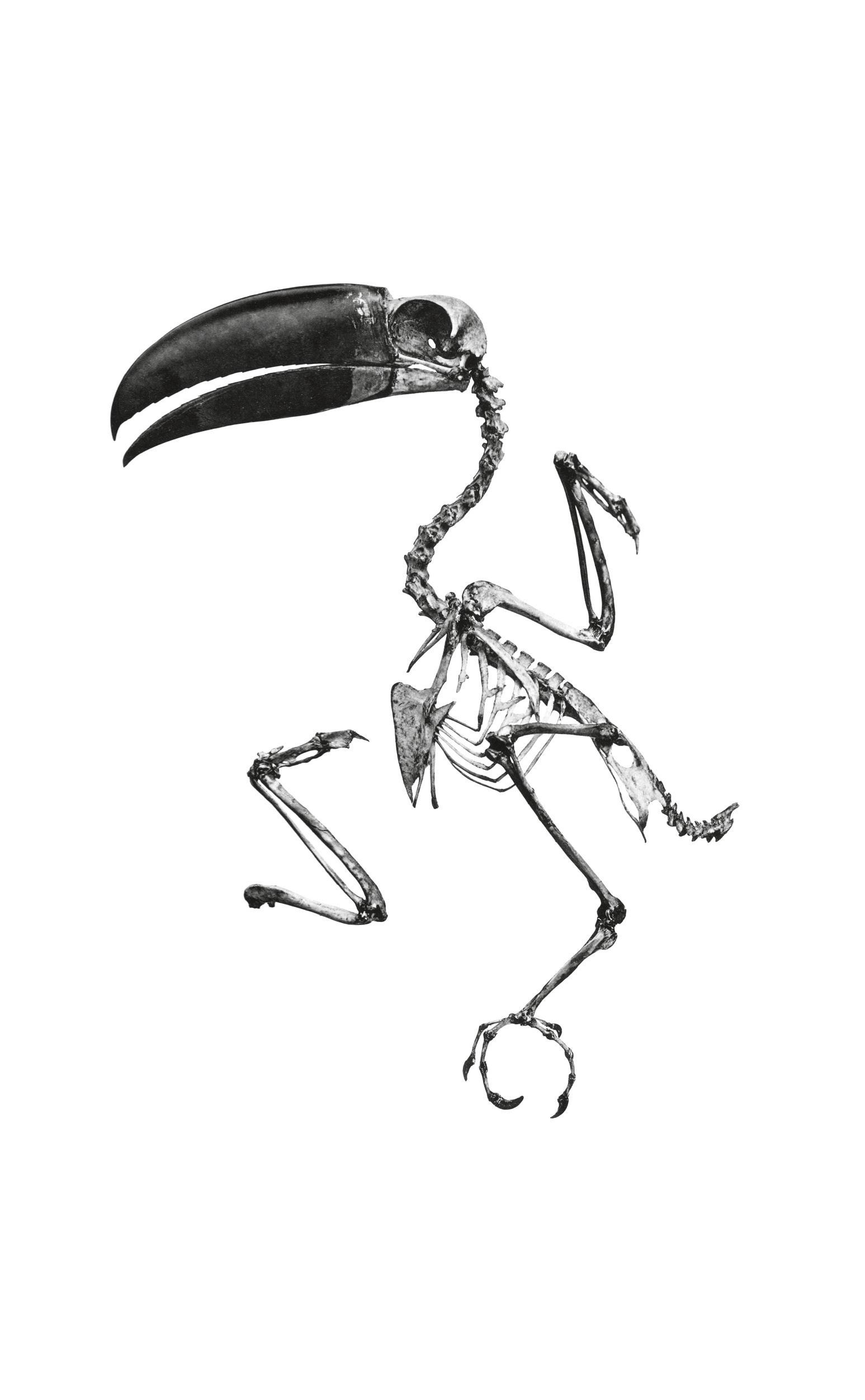 Vorderes Coverbild Toucan Fantôme