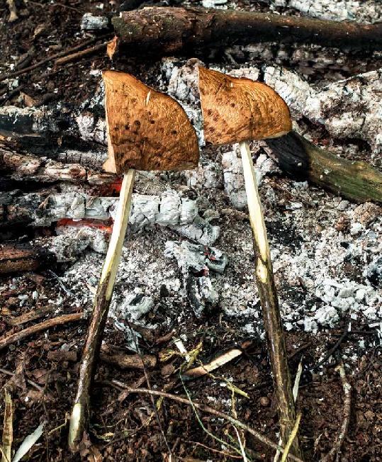 Beispielinhalt (Bild) Koch draußen! Über 100 Rezepte für jedes Wetter