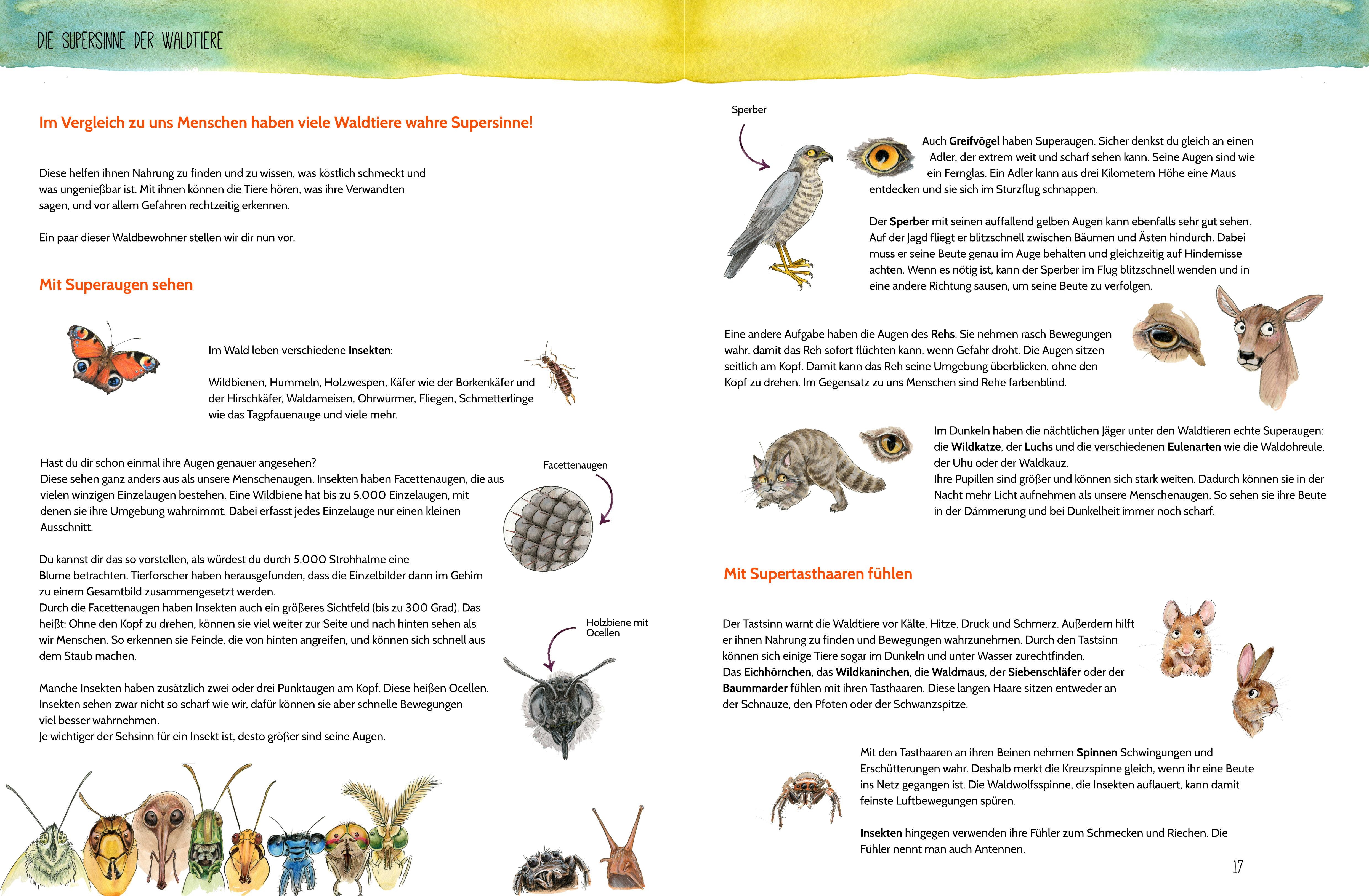 Beispielinhalt (Bild) Erlebe den Wald mit allen Sinnen
