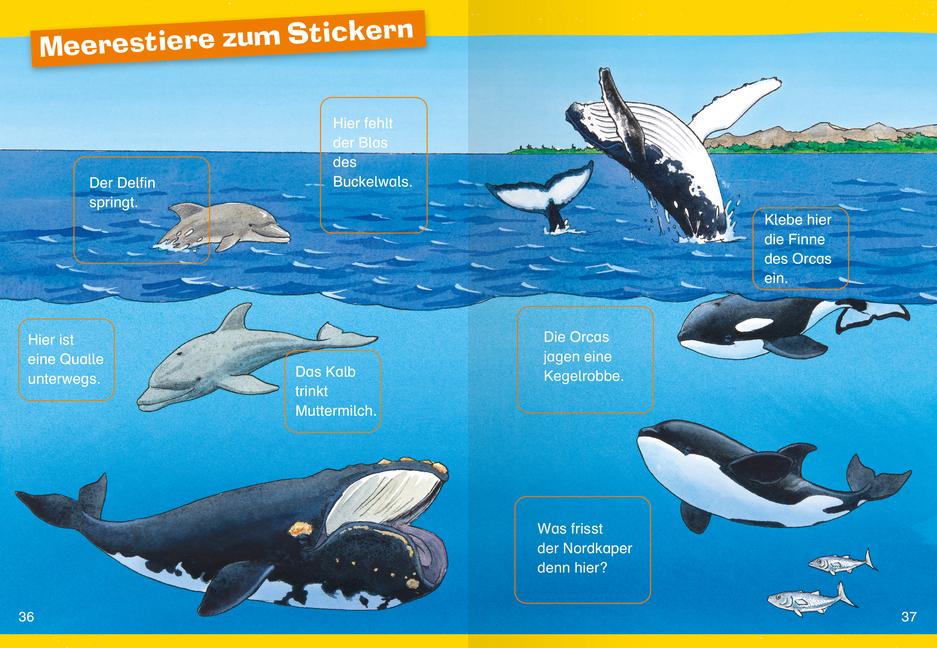 Beispielinhalt (Bild) Wieso? Weshalb? Warum? Erstleser: Wale und Delfine (Band 3)