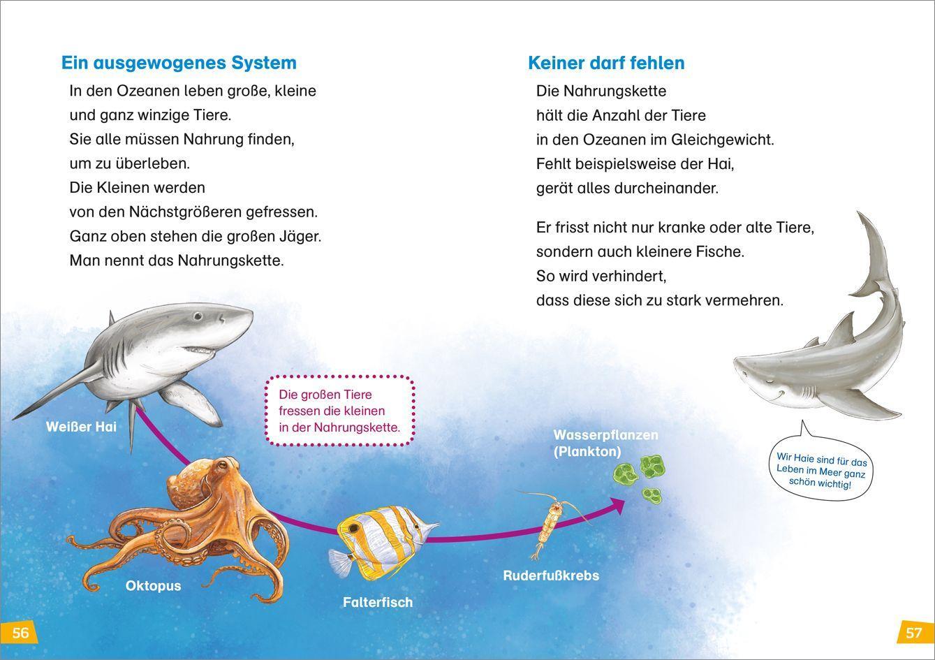Beispielinhalt (Bild) WAS IST WAS Erstes Lesen Band 16. Haie