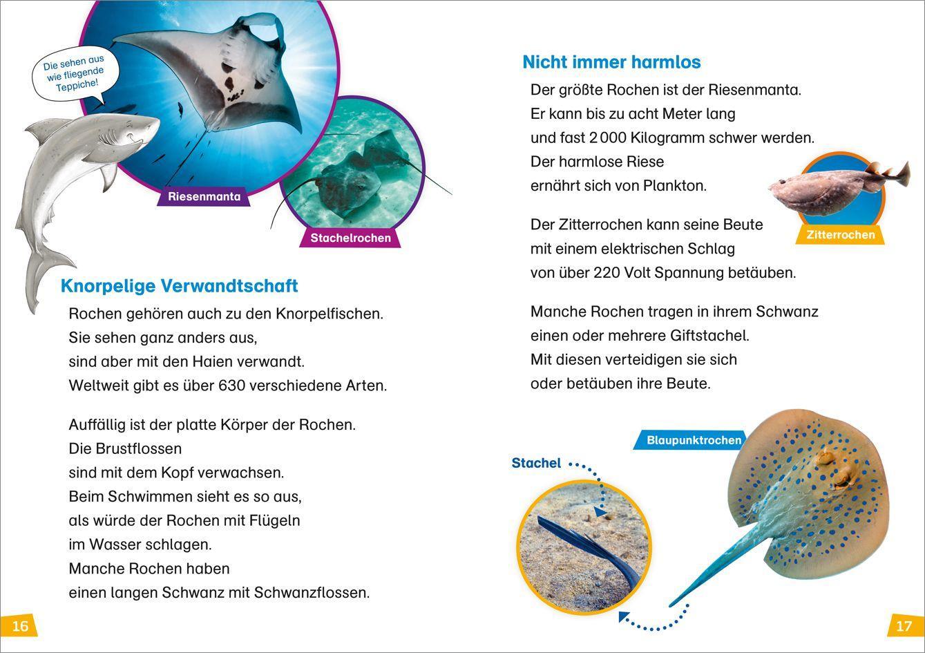 Beispielinhalt (Bild) WAS IST WAS Erstes Lesen Band 16. Haie