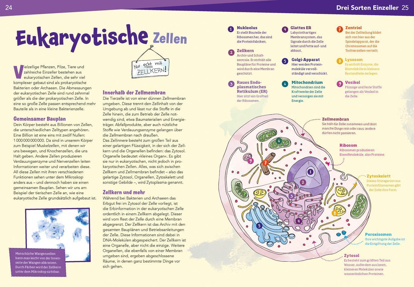 Beispielinhalt (Bild) WAS IST WAS Naturwissenschaften easy! Biologie. Die Zelle