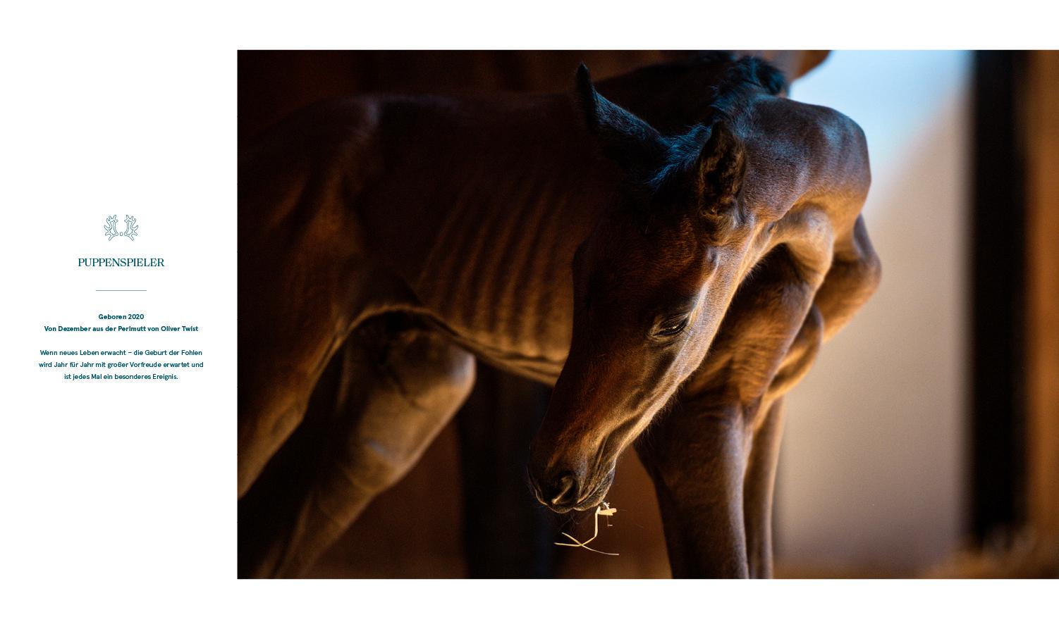 Beispielinhalt (Bild) Trakehner Gestüt Murtal