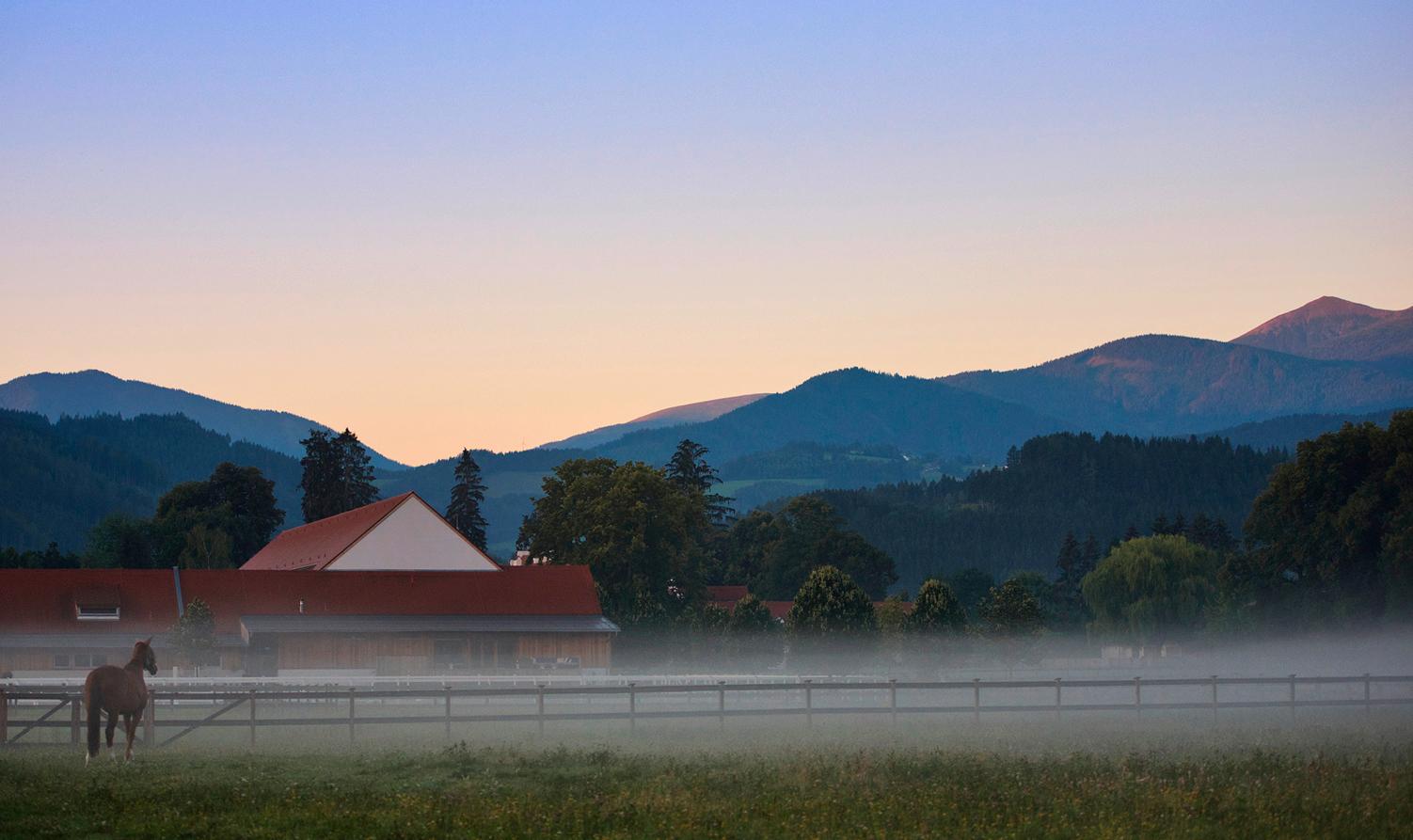Beispielinhalt (Bild) Trakehner Gestüt Murtal