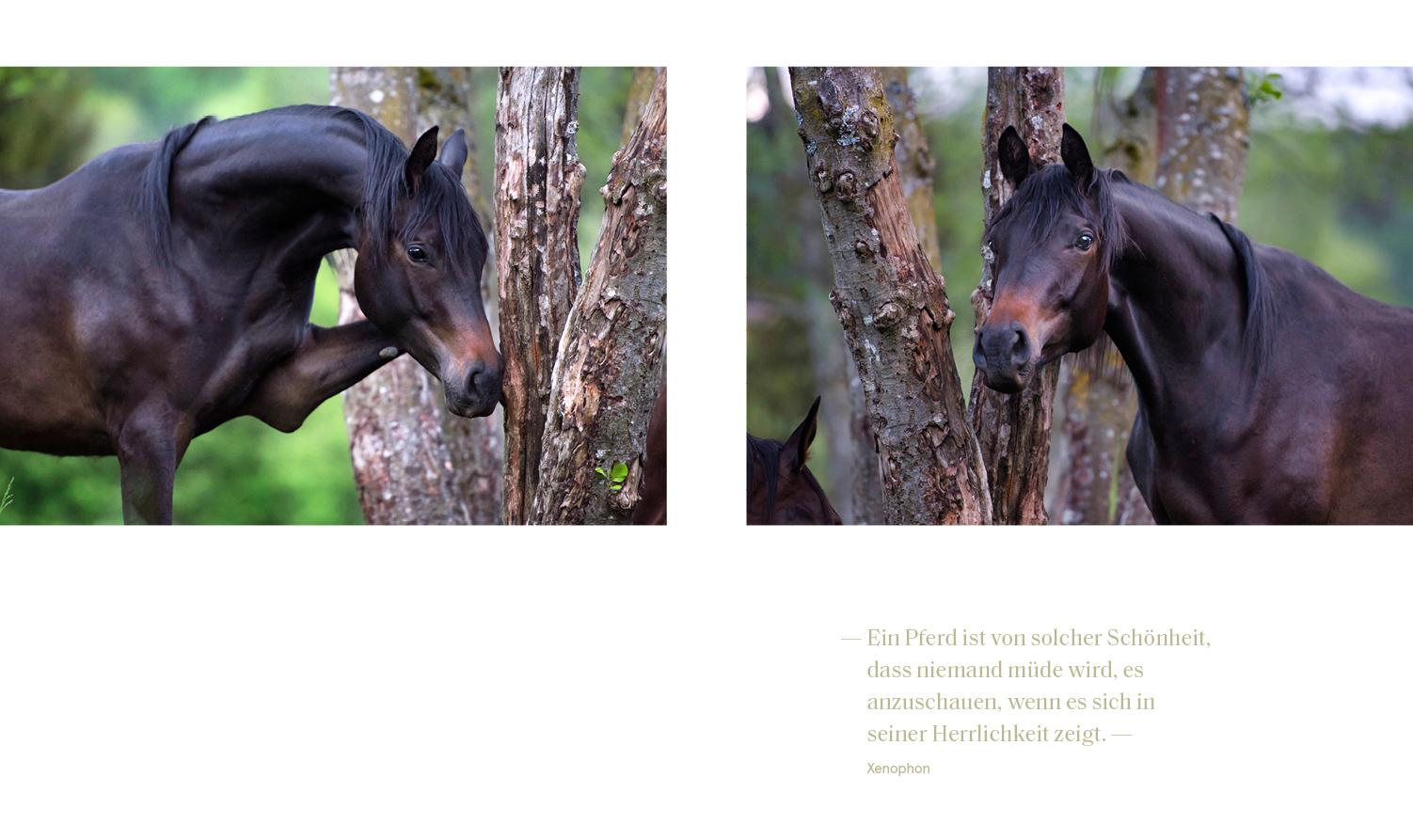 Beispielinhalt (Bild) Trakehner Gestüt Murtal