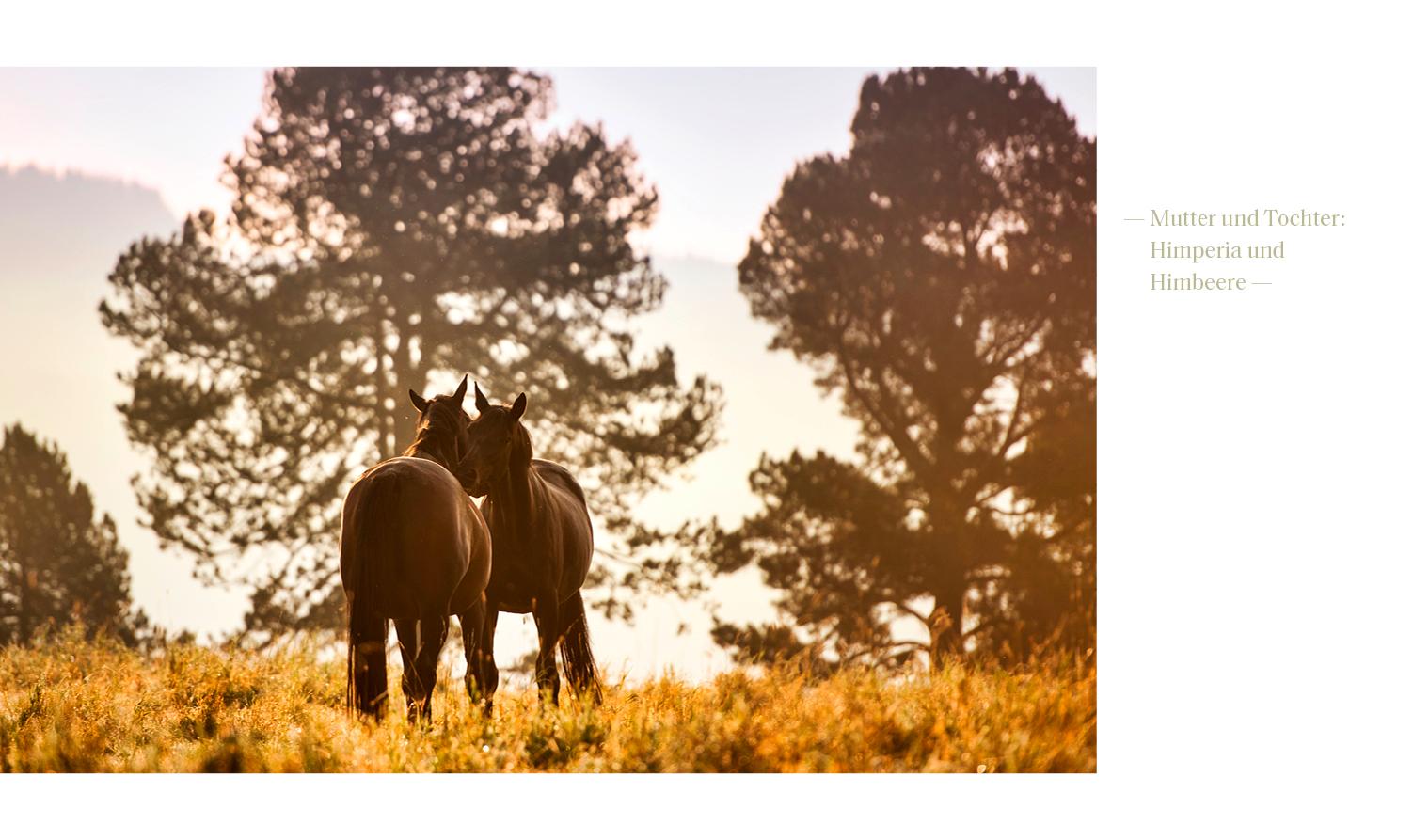 Beispielinhalt (Bild) Trakehner Gestüt Murtal