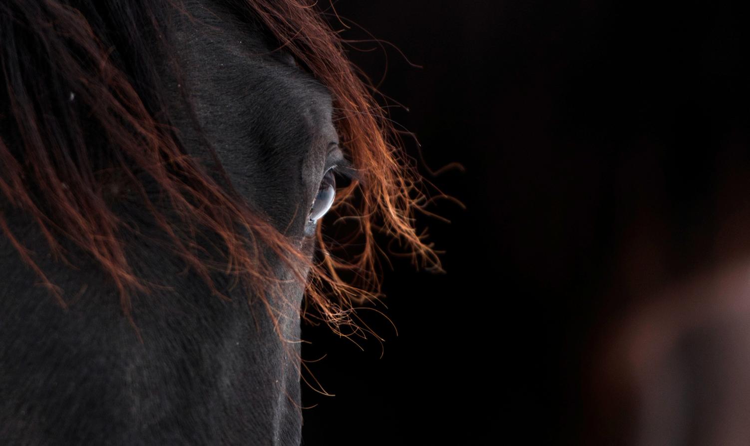 Beispielinhalt (Bild) Trakehner Gestüt Murtal