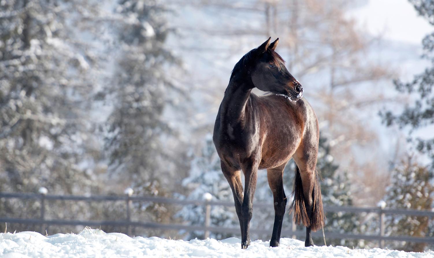 Beispielinhalt (Bild) Trakehner Gestüt Murtal