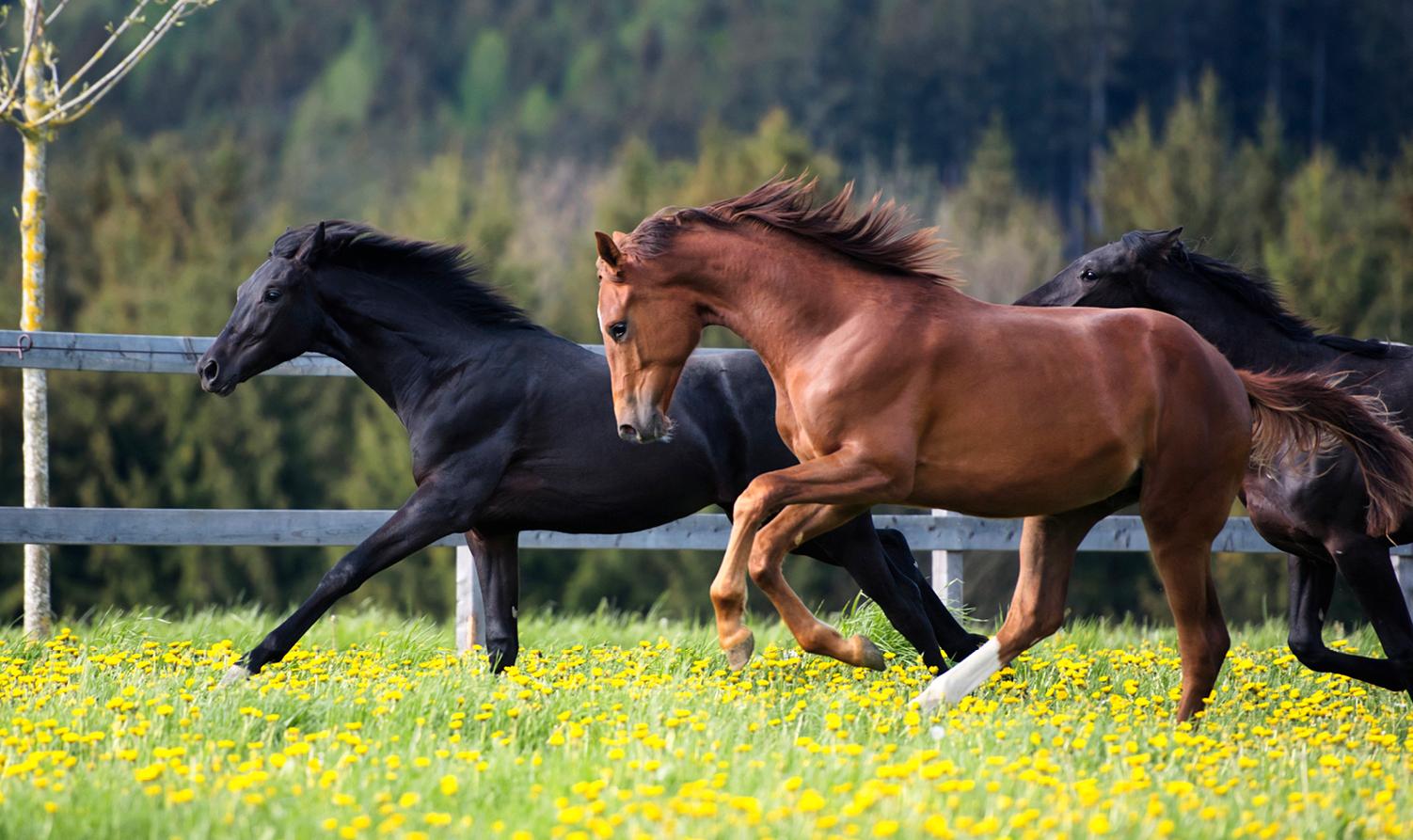 Beispielinhalt (Bild) Trakehner Gestüt Murtal