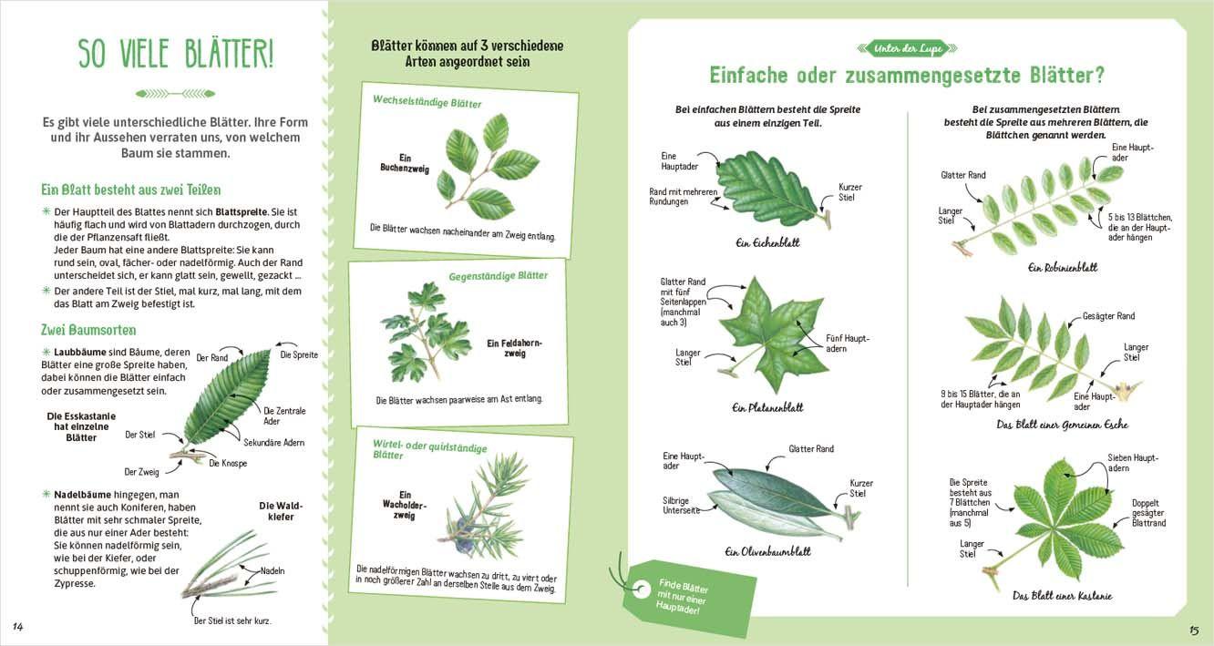 Beispielinhalt (Bild) Das große Buch der Bäume