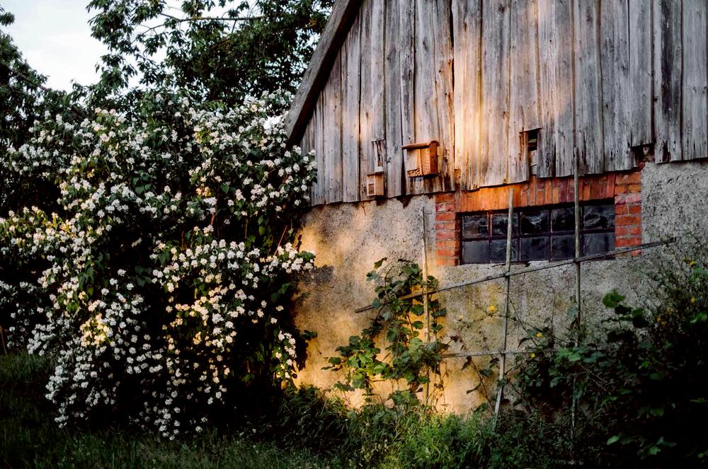 Beispielinhalt (Bild) Erde, Salz & Glut (Krautkopf)
