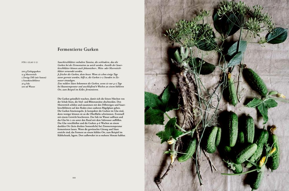 Beispielinhalt (Bild) Erde, Salz & Glut (Krautkopf)