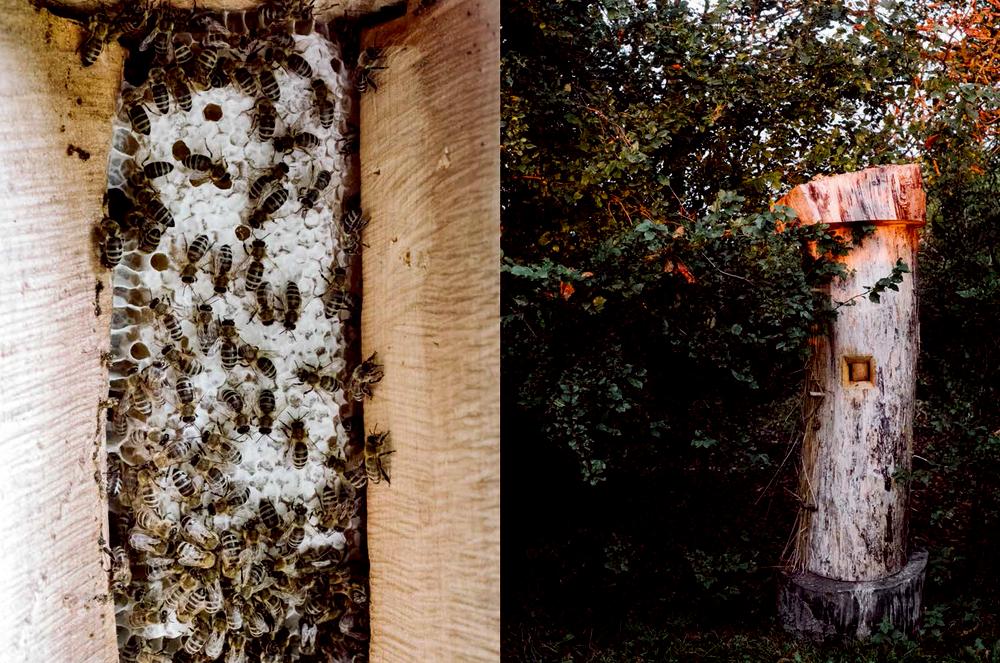 Beispielinhalt (Bild) Erde, Salz & Glut (Krautkopf)