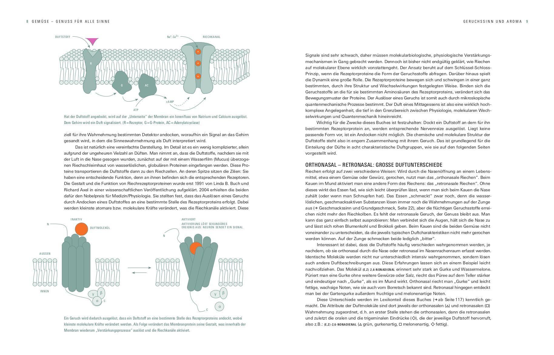 Beispielinhalt (Bild) Aroma Gemüse