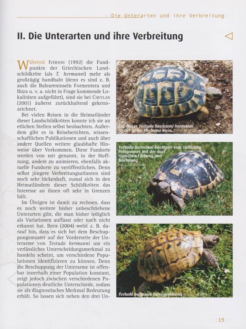 Beispielinhalt (Bild) Griechische Landschildkröten