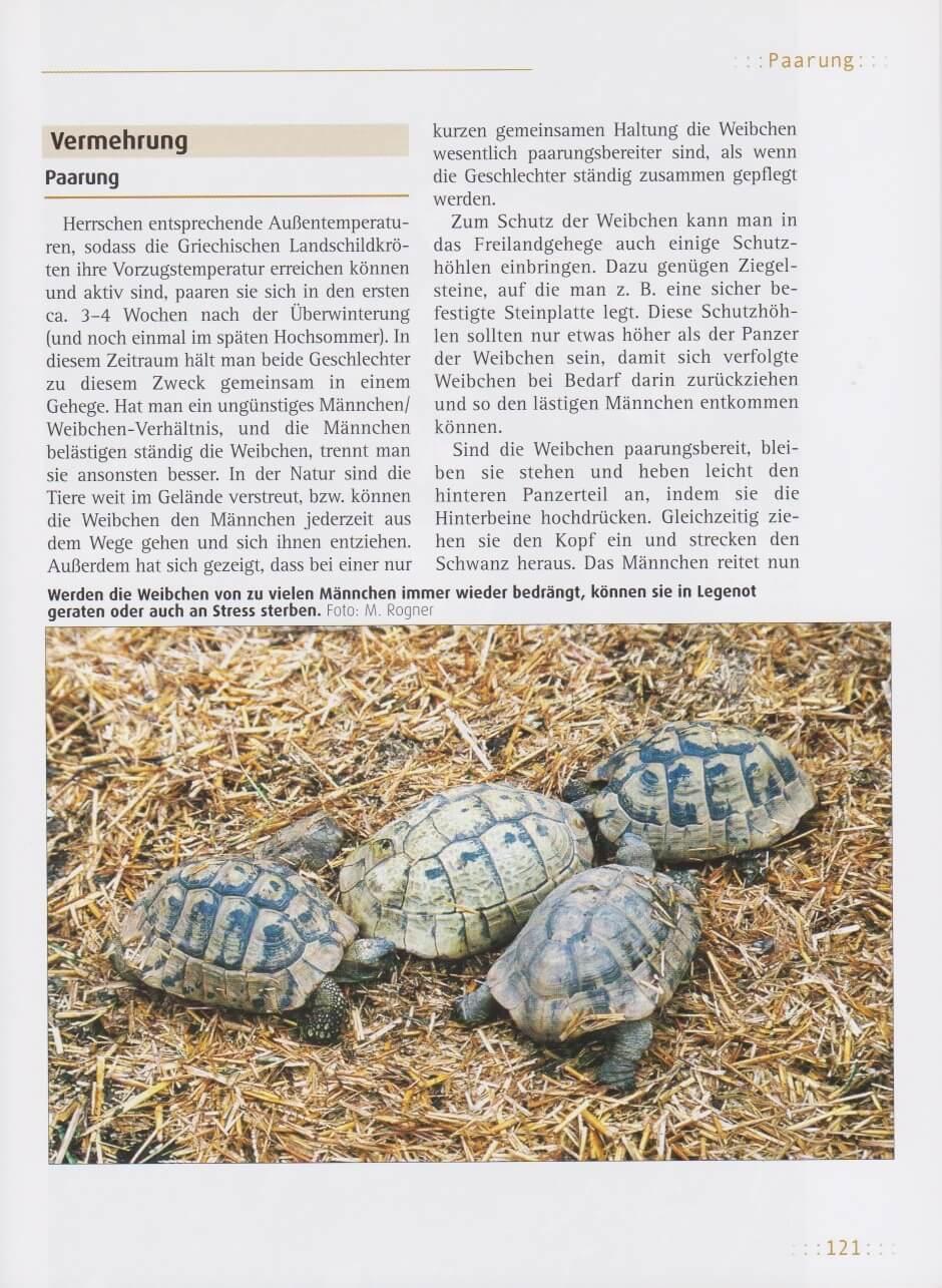 Beispielinhalt (Bild) Griechische Landschildkröten