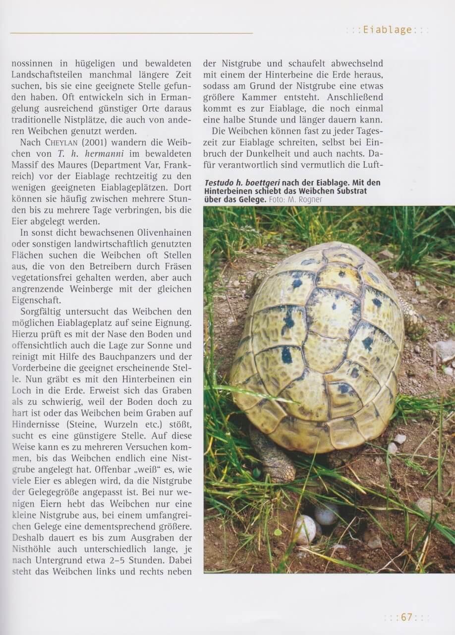 Beispielinhalt (Bild) Griechische Landschildkröten