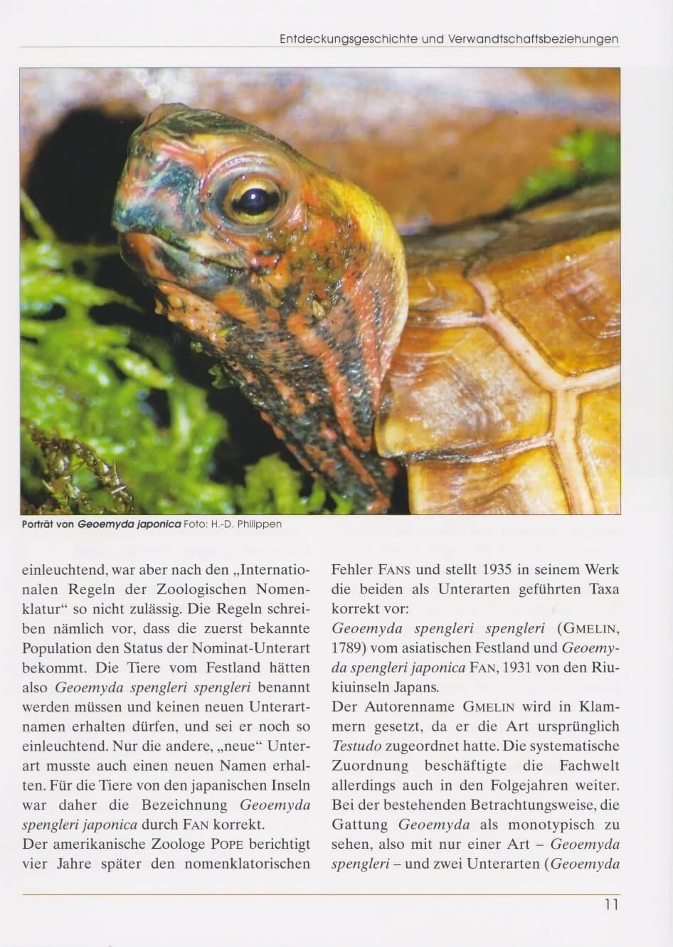 Beispielinhalt (Bild) Zacken-Erdschildkröten